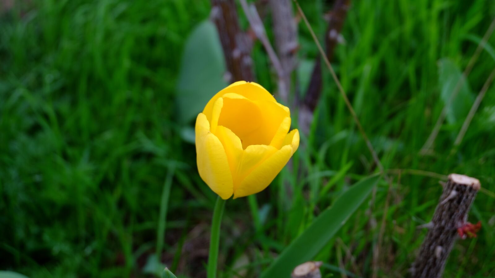 Fujifilm XC 16-50mm F3.5-5.6 OIS II sample photo. Nature, flower, garden photography