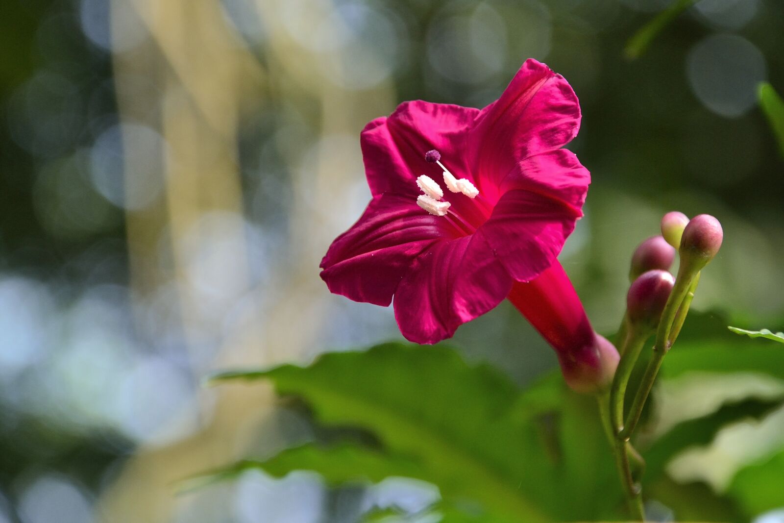 Nikon D3100 sample photo. Flower, flora, red photography