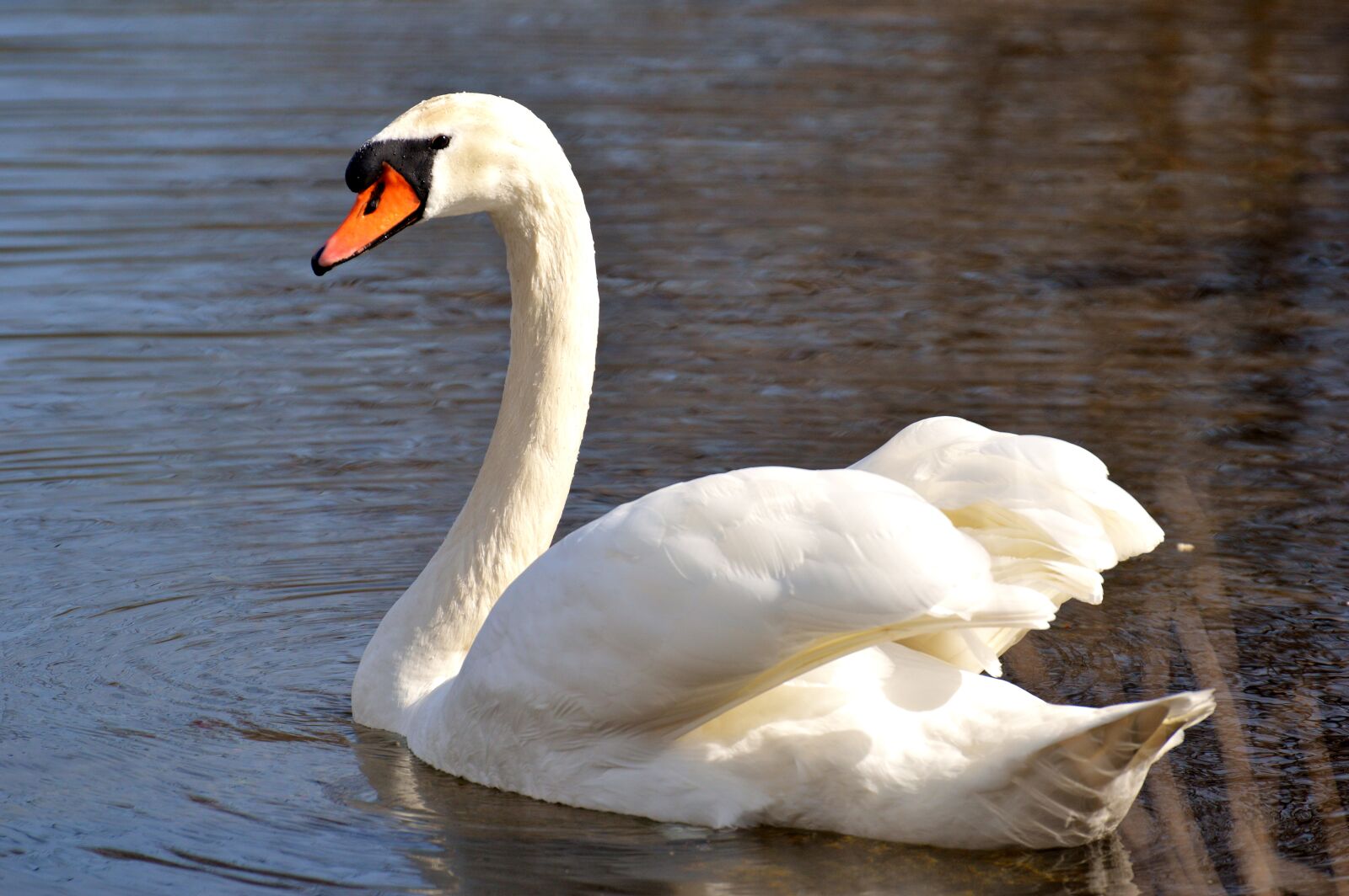 Nikon D3200 sample photo. Swan, water bird, nature photography