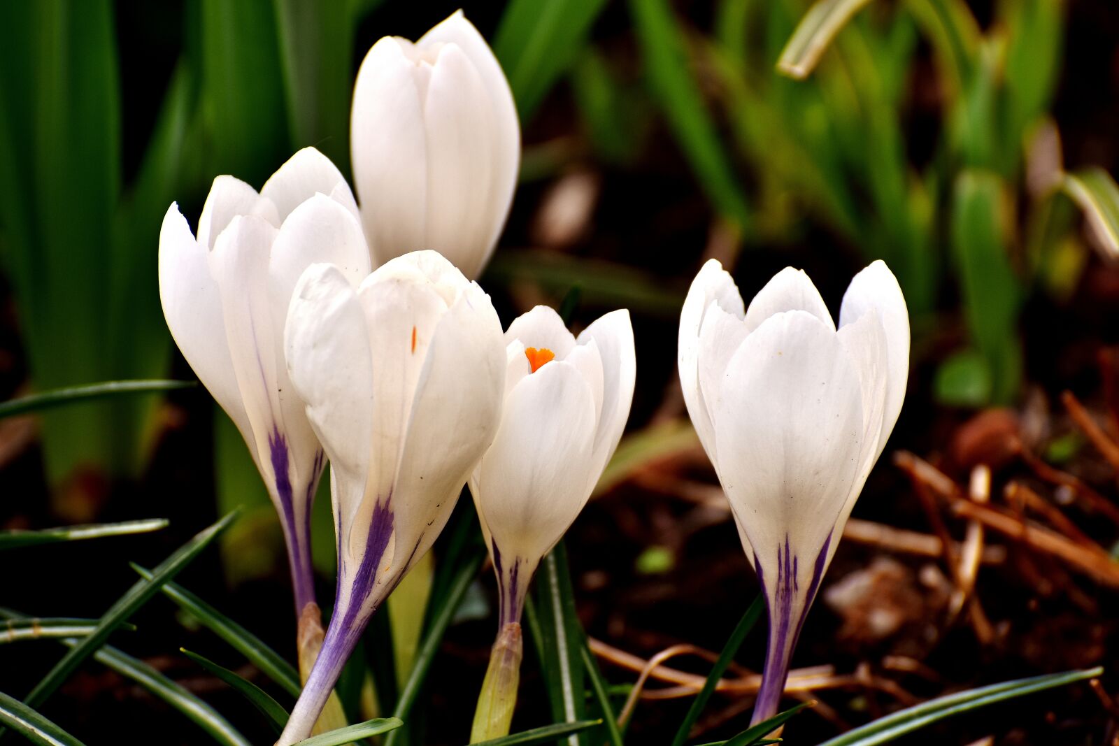 Nikon D7200 sample photo. Crocus, flower, white photography
