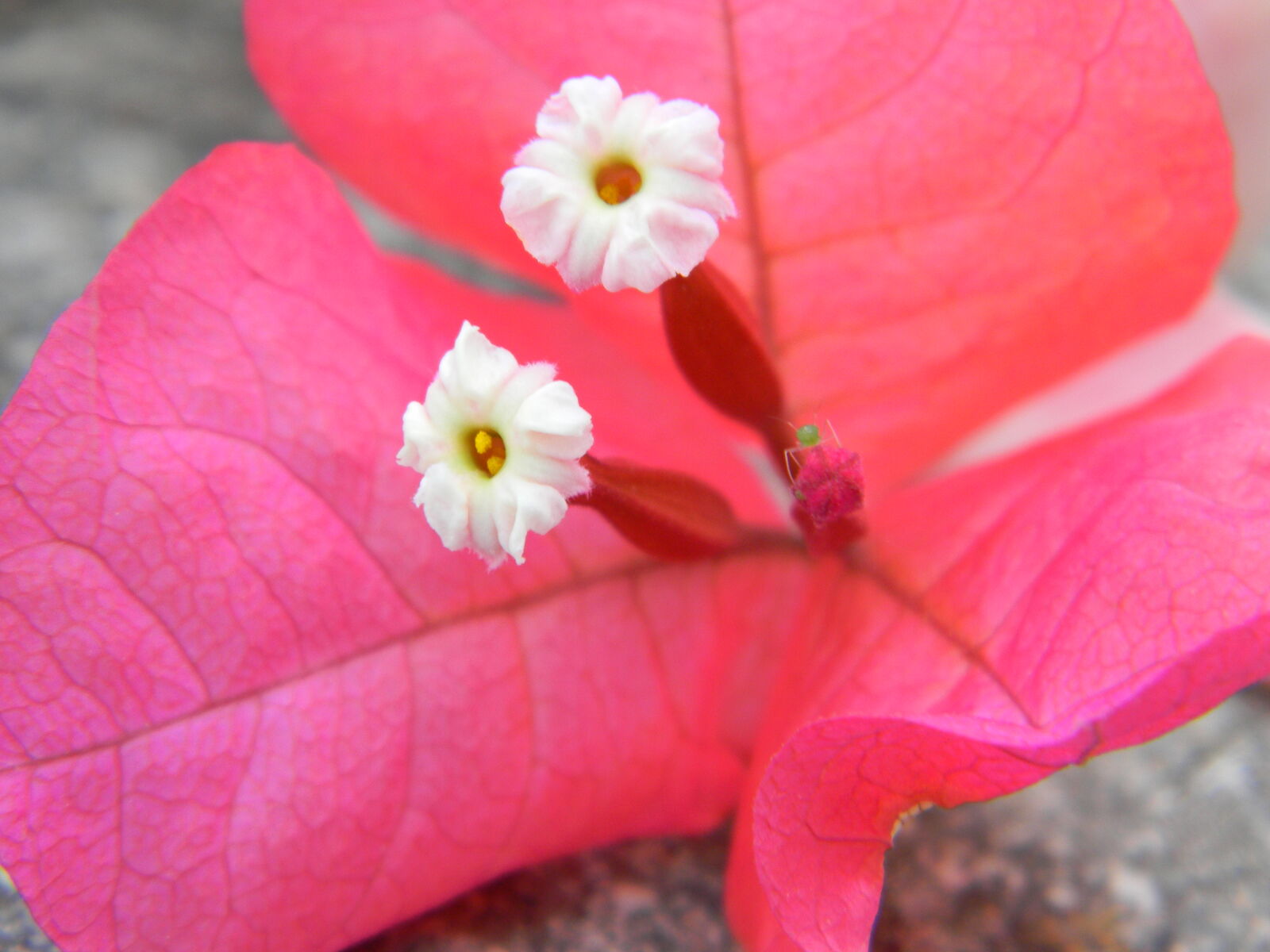 Nikon Coolpix L110 sample photo. Flower, flowers, nature, pink photography