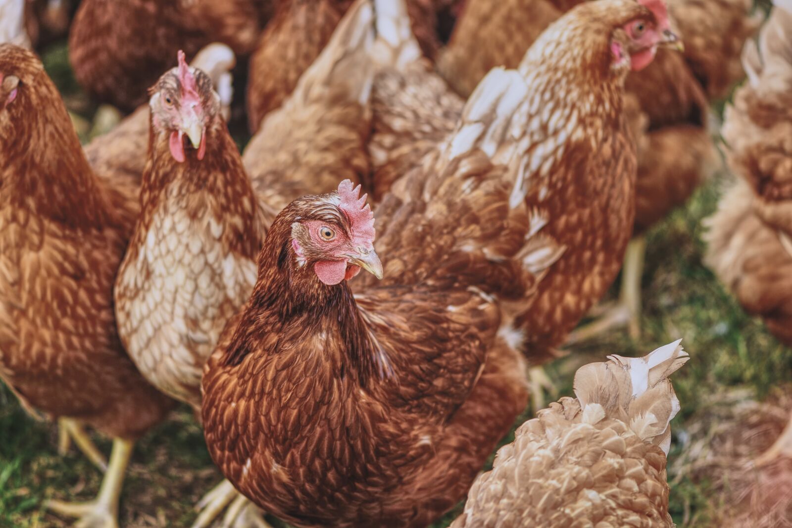 Nikon D7200 sample photo. Chickens, poultry, free running photography