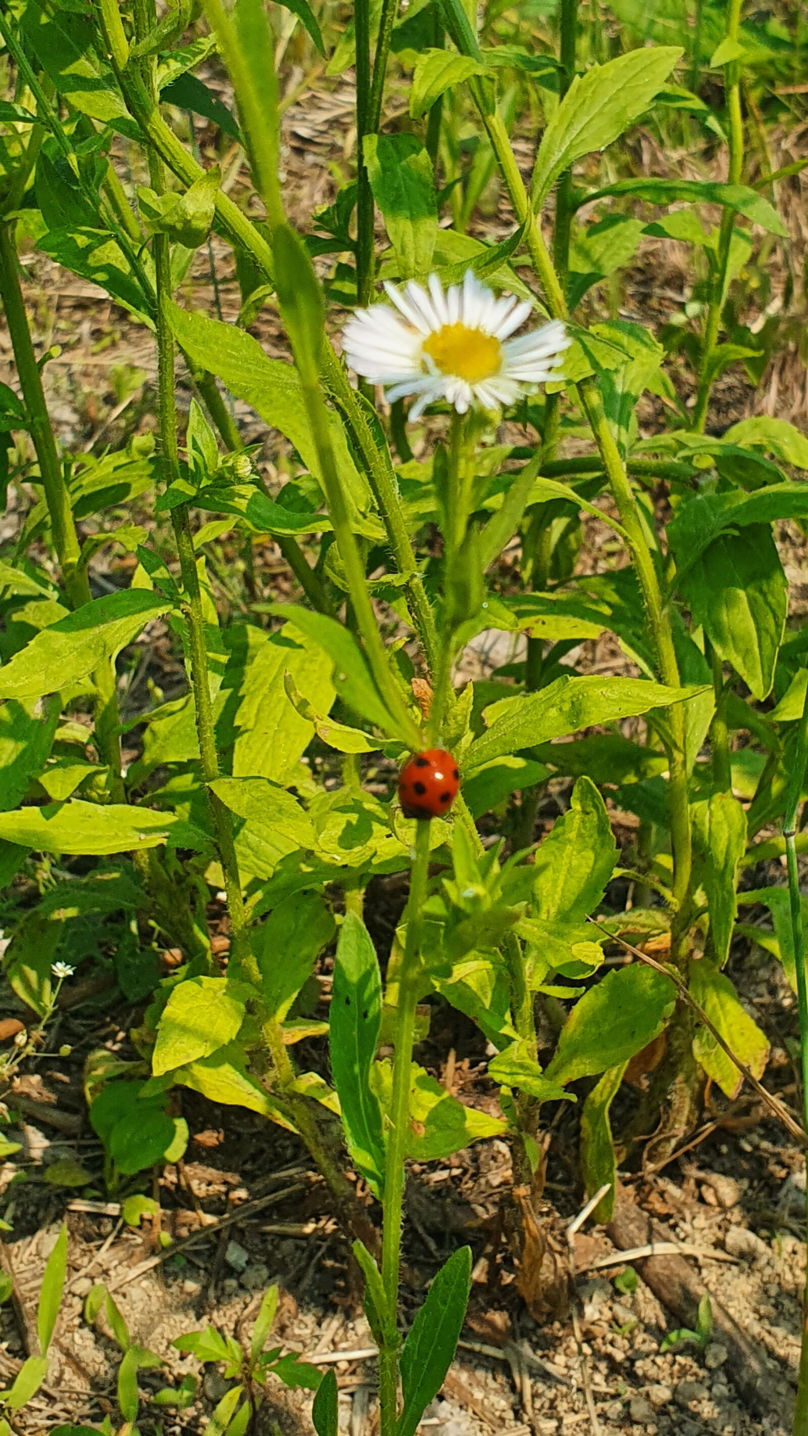 Samsung Galaxy S10 sample photo. 들꽃, 한강변, 봄 photography