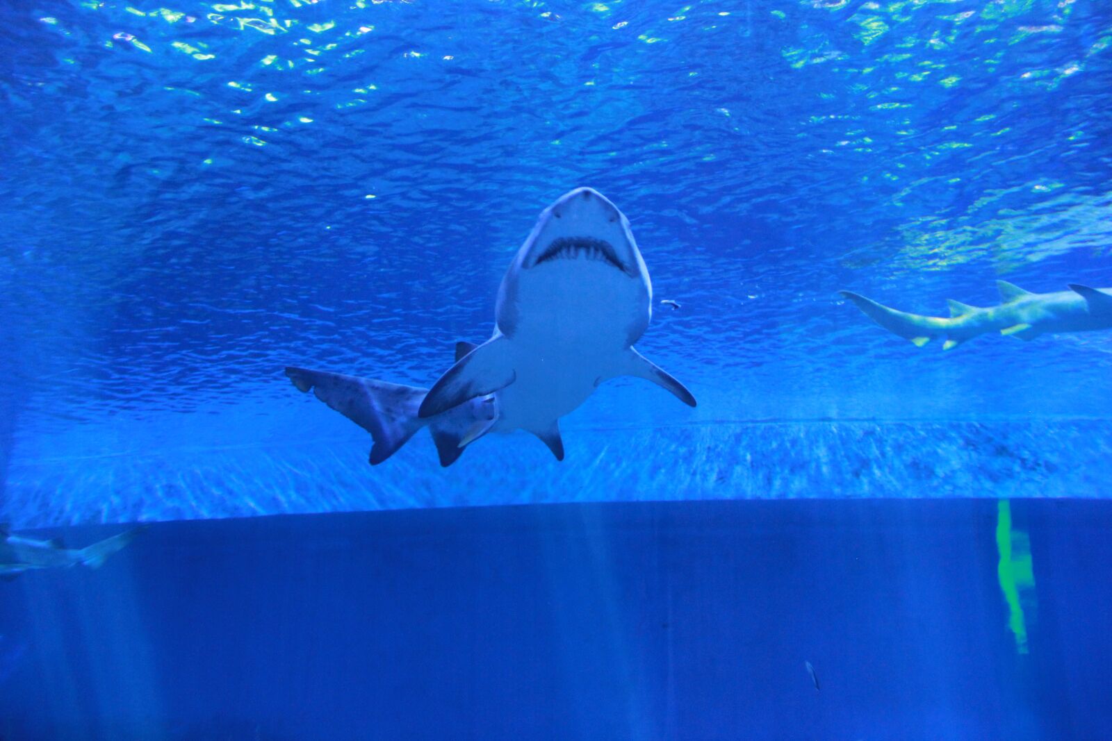 Canon EOS 60D sample photo. Marine aquarium, shark, water photography
