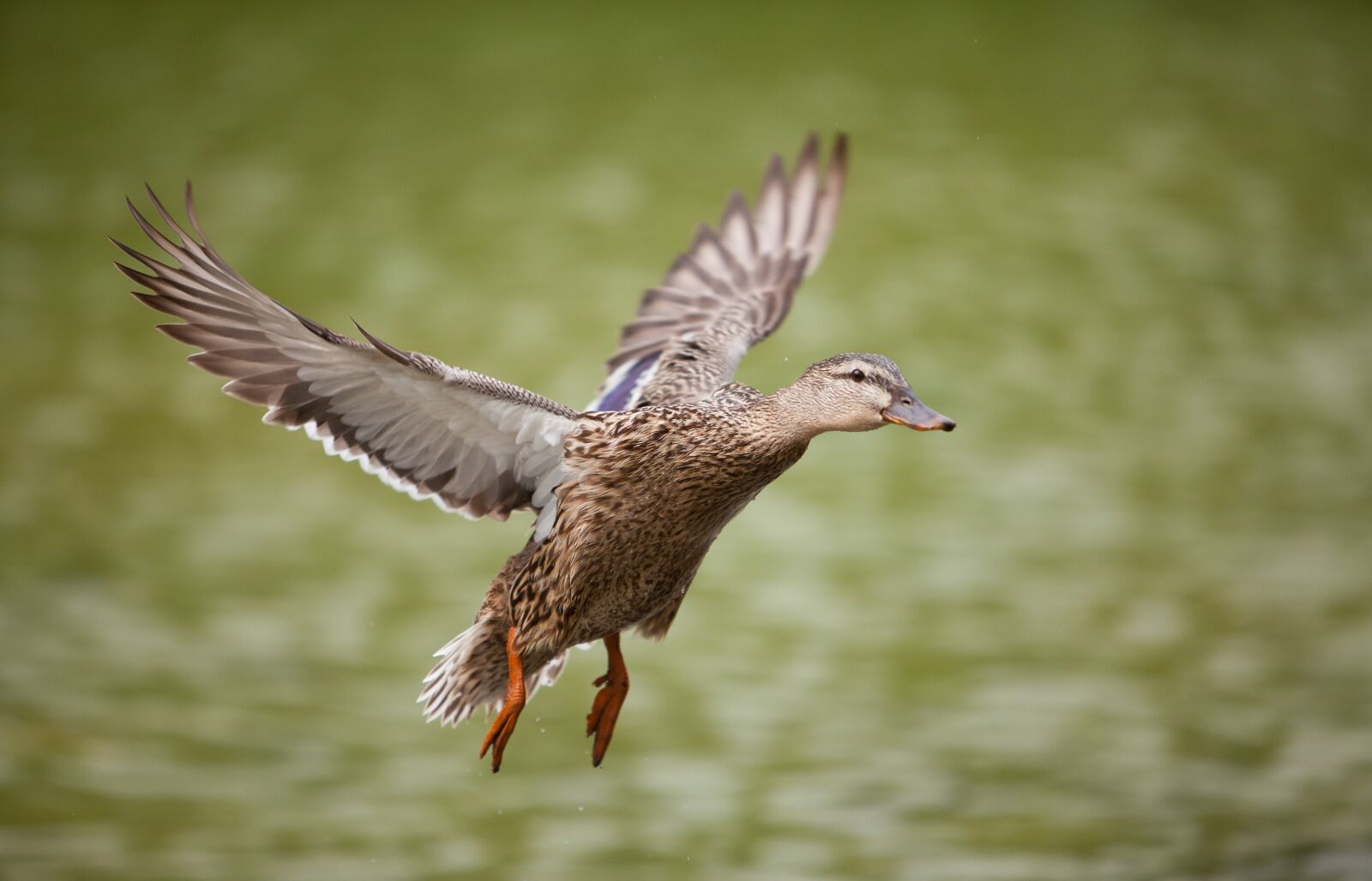Canon EF 70-200mm F2.8L IS USM sample photo. Duck, flying, portrait photography