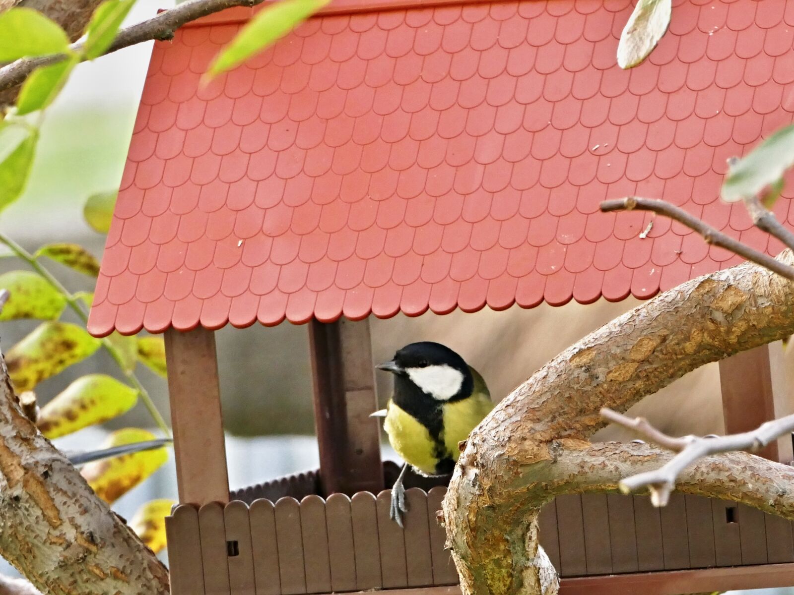 Panasonic Lumix DMC-FZ1000 sample photo. Little bird, tit, bird photography