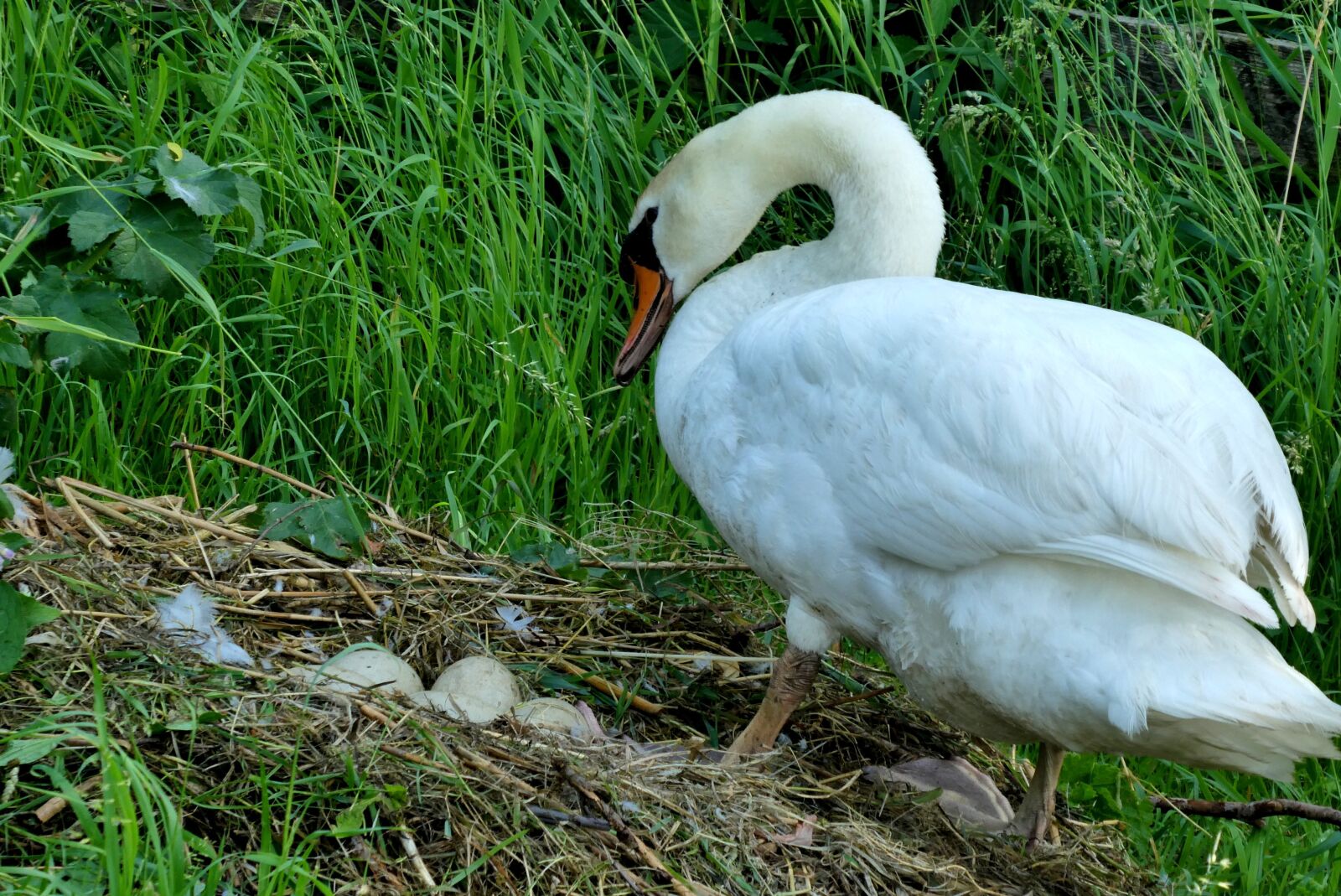 Panasonic Lumix DC-ZS70 (Lumix DC-TZ90) sample photo. Swan, nest, eggs photography