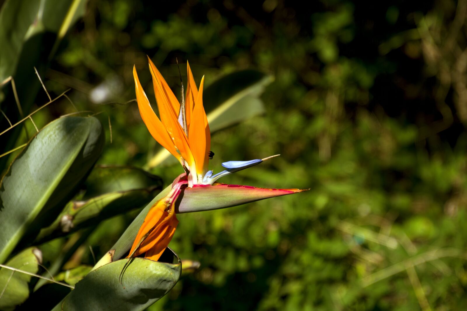 Canon EOS 700D (EOS Rebel T5i / EOS Kiss X7i) sample photo. Estrel cia, ornamental flower photography