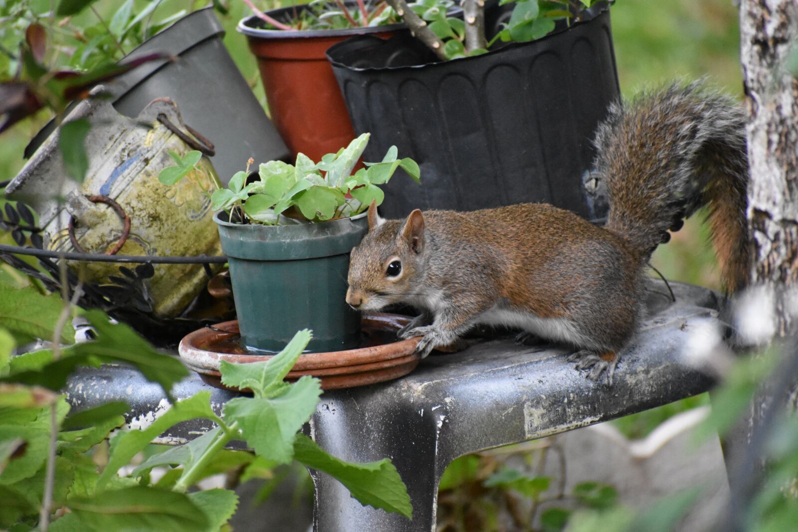 Nikon D3400 sample photo. Animal, squirrel, nature photography