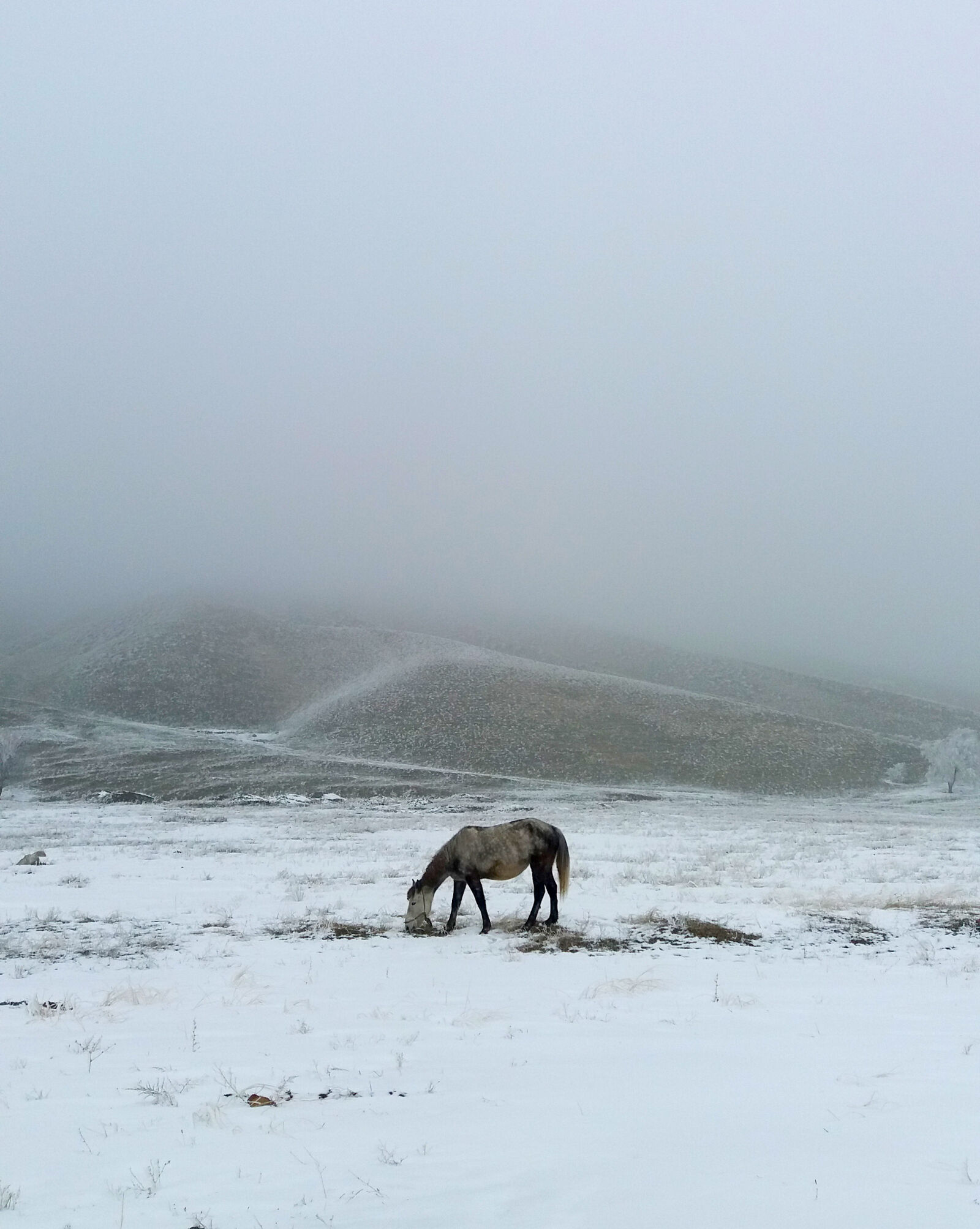 Samsung Galaxy J5 sample photo. Fog, horse, mountain photography