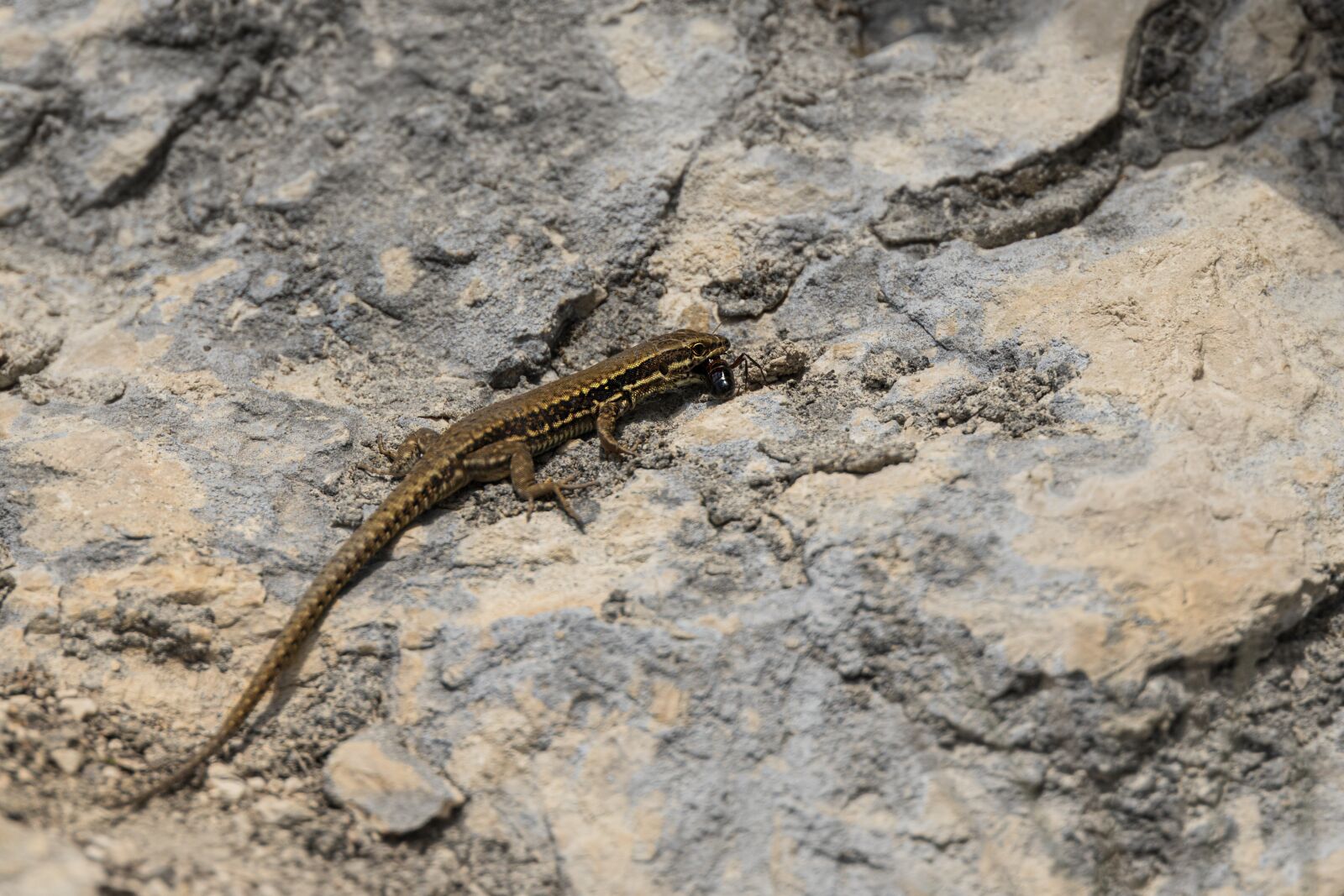 Canon EOS R sample photo. Lizard, prey, predator photography