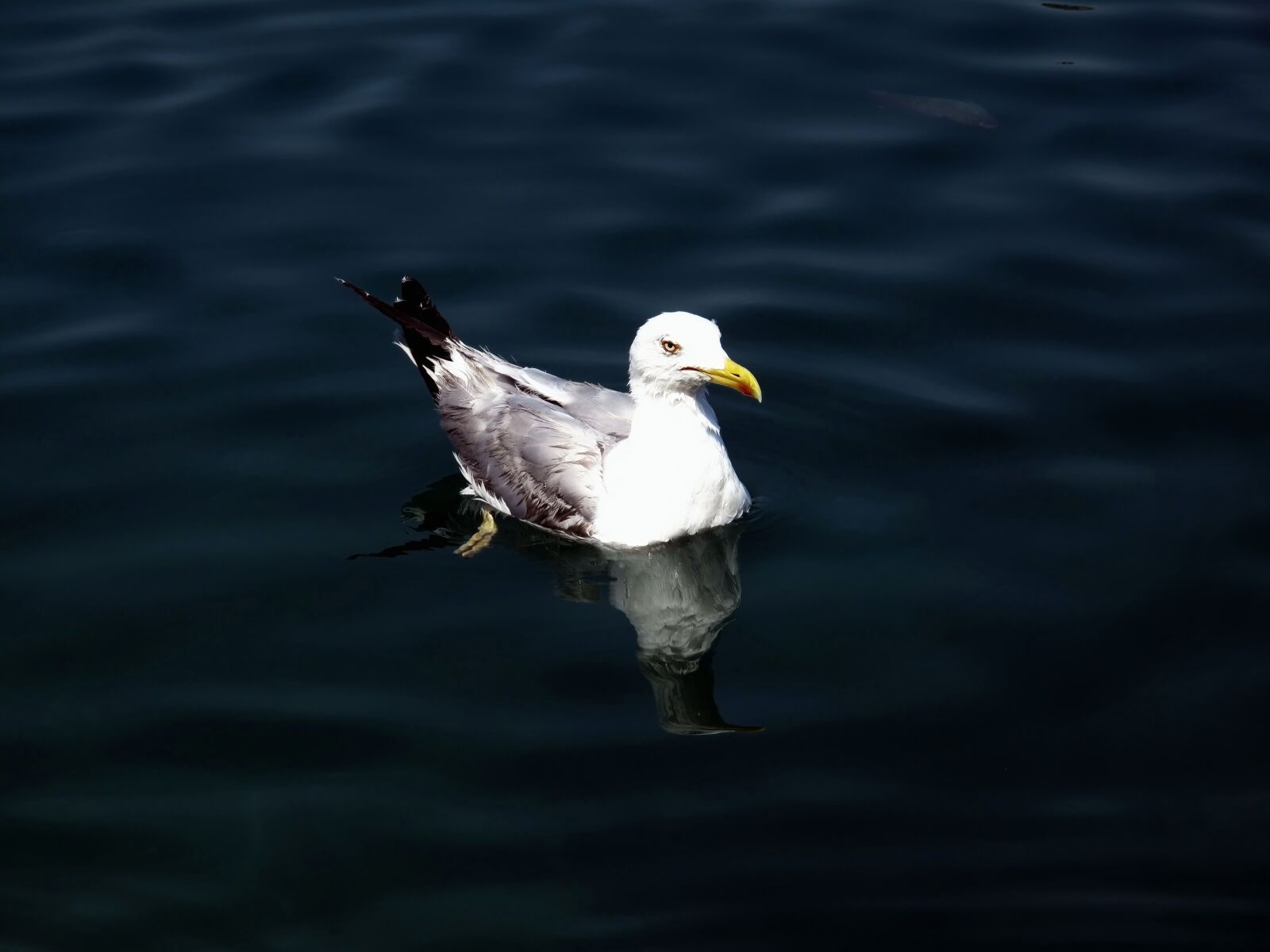 Canon PowerShot G10 sample photo. Seagull, adriatic, nature photography