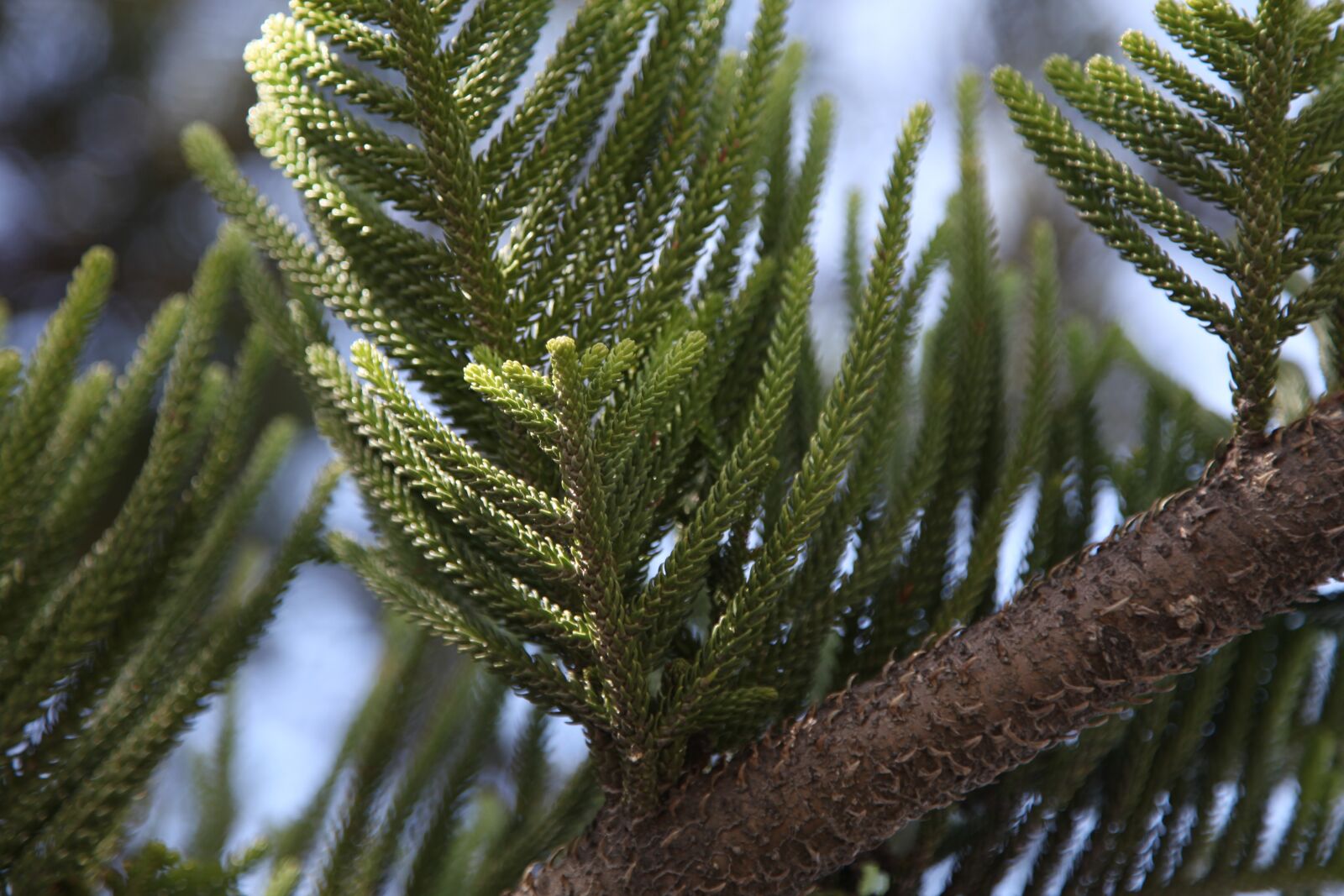Canon EOS 5D Mark II sample photo. Branch, sky, green photography