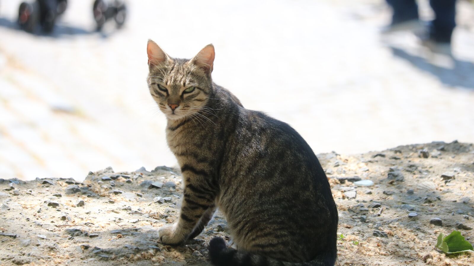 Canon EOS 750D (EOS Rebel T6i / EOS Kiss X8i) sample photo. Animals, cute, nature photography