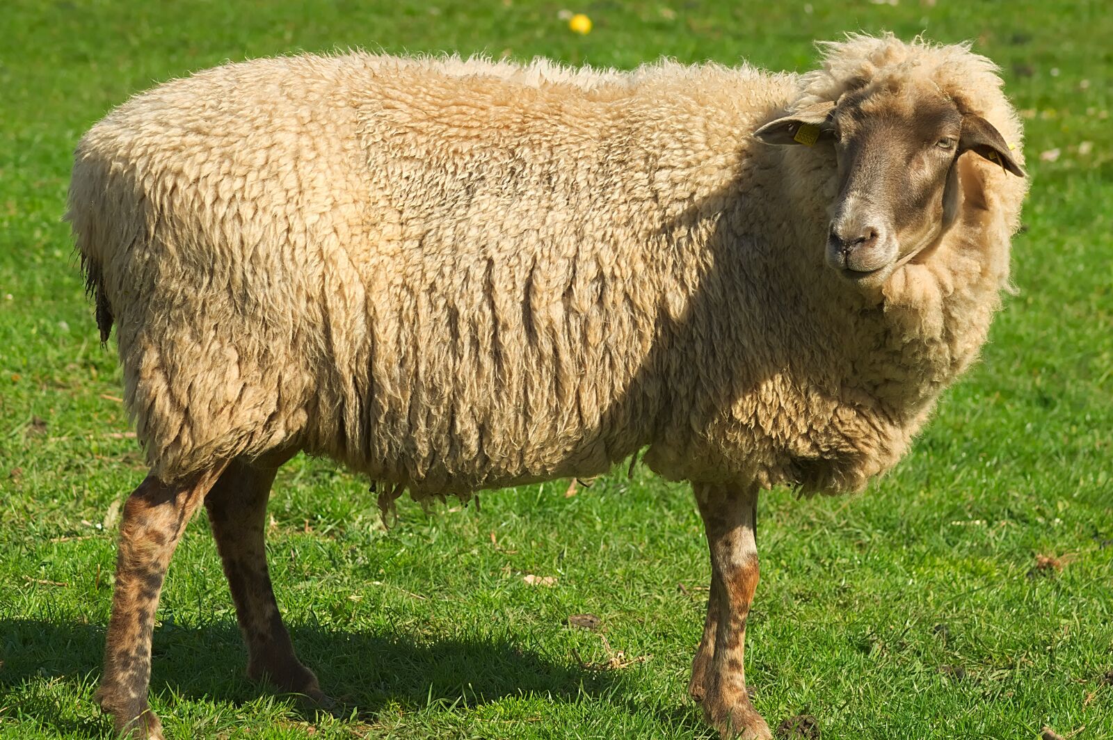 Nikon D3300 sample photo. Sheep, pet, animal world photography