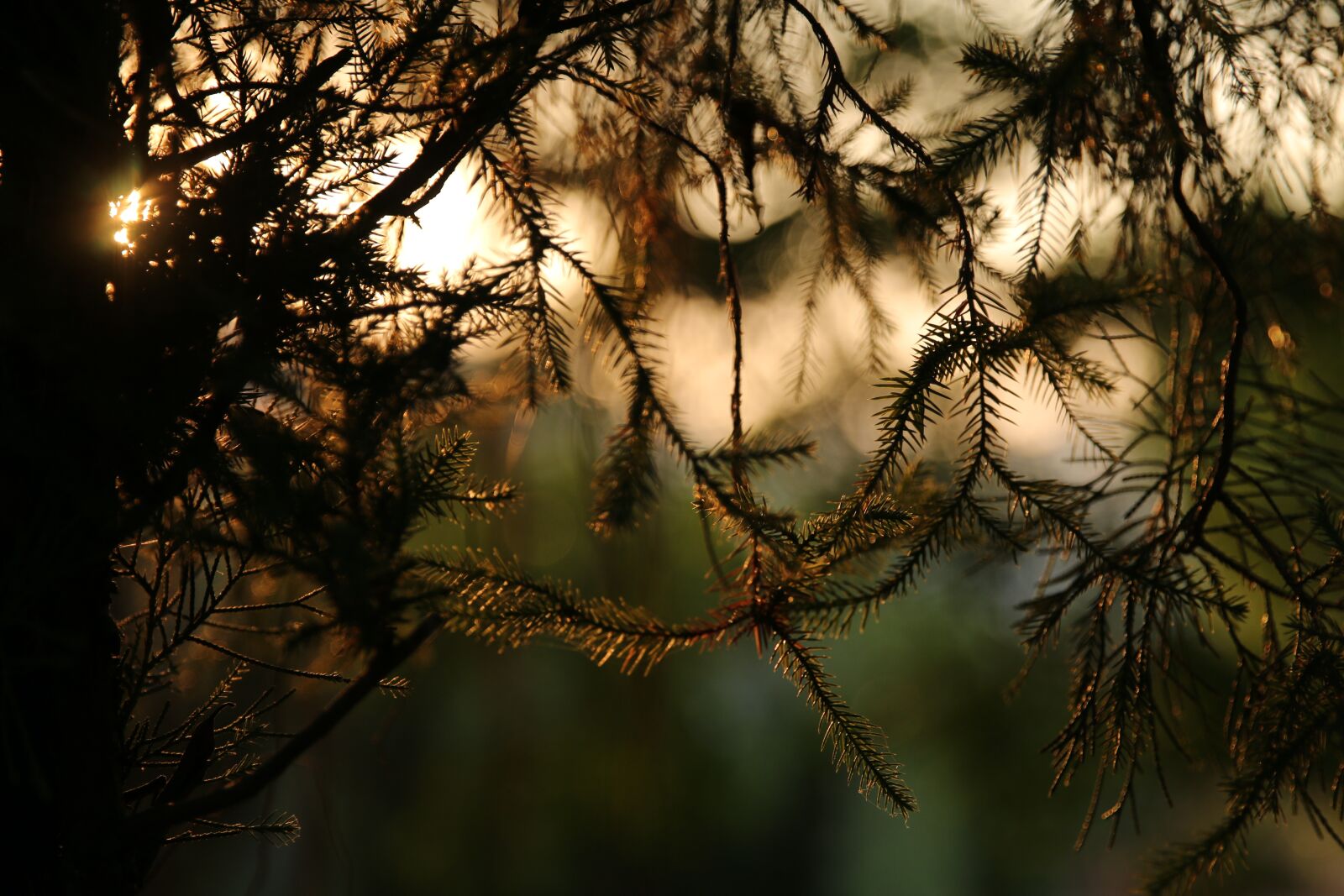 Canon EOS 70D + Canon EF 24-70mm F2.8L II USM sample photo. Sunset, plant, pine tree photography