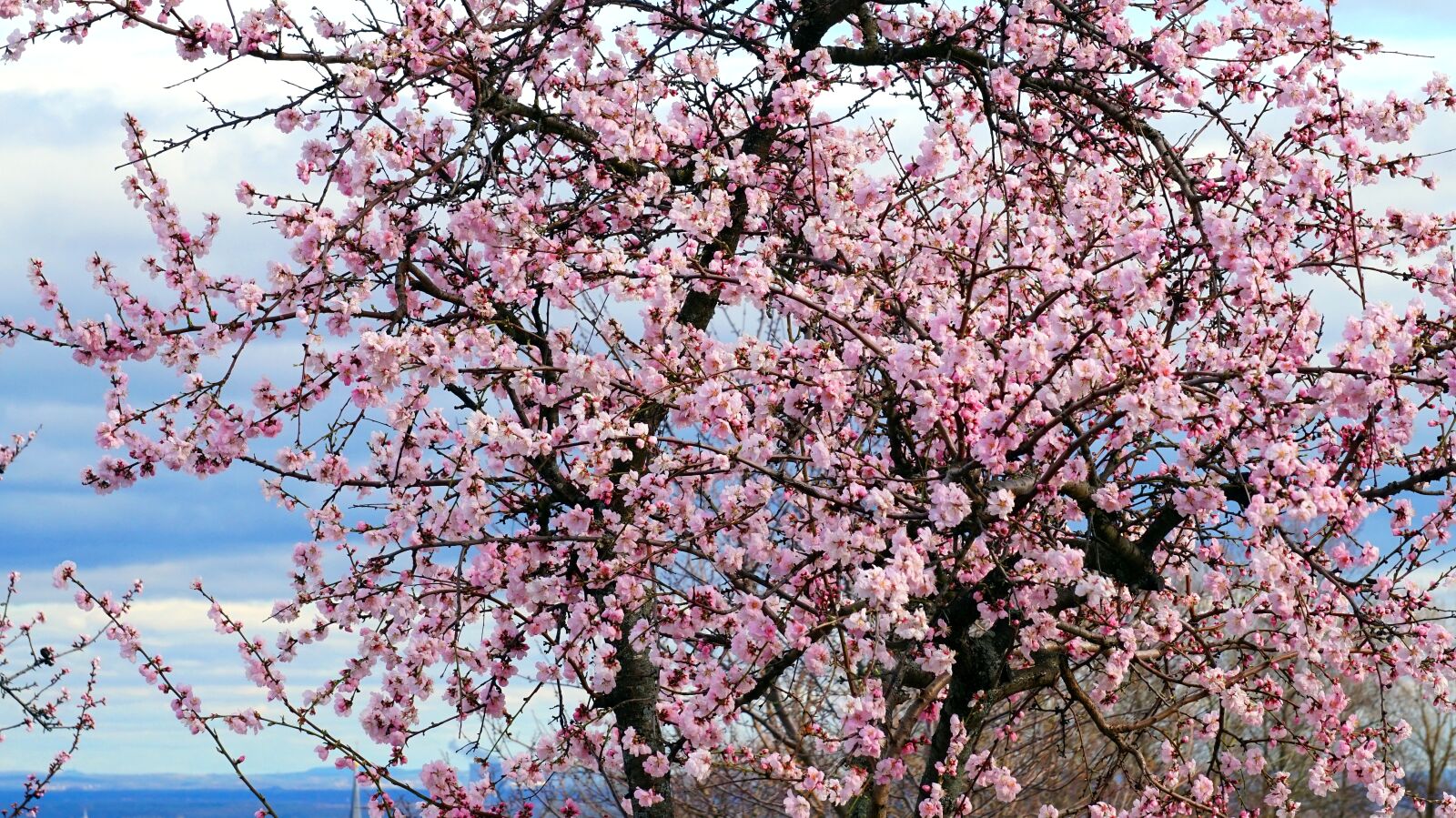 Sony Alpha a5000 (ILCE 5000) + Sony E 55-210mm F4.5-6.3 OSS sample photo. Almond tree, blossom, bloom photography