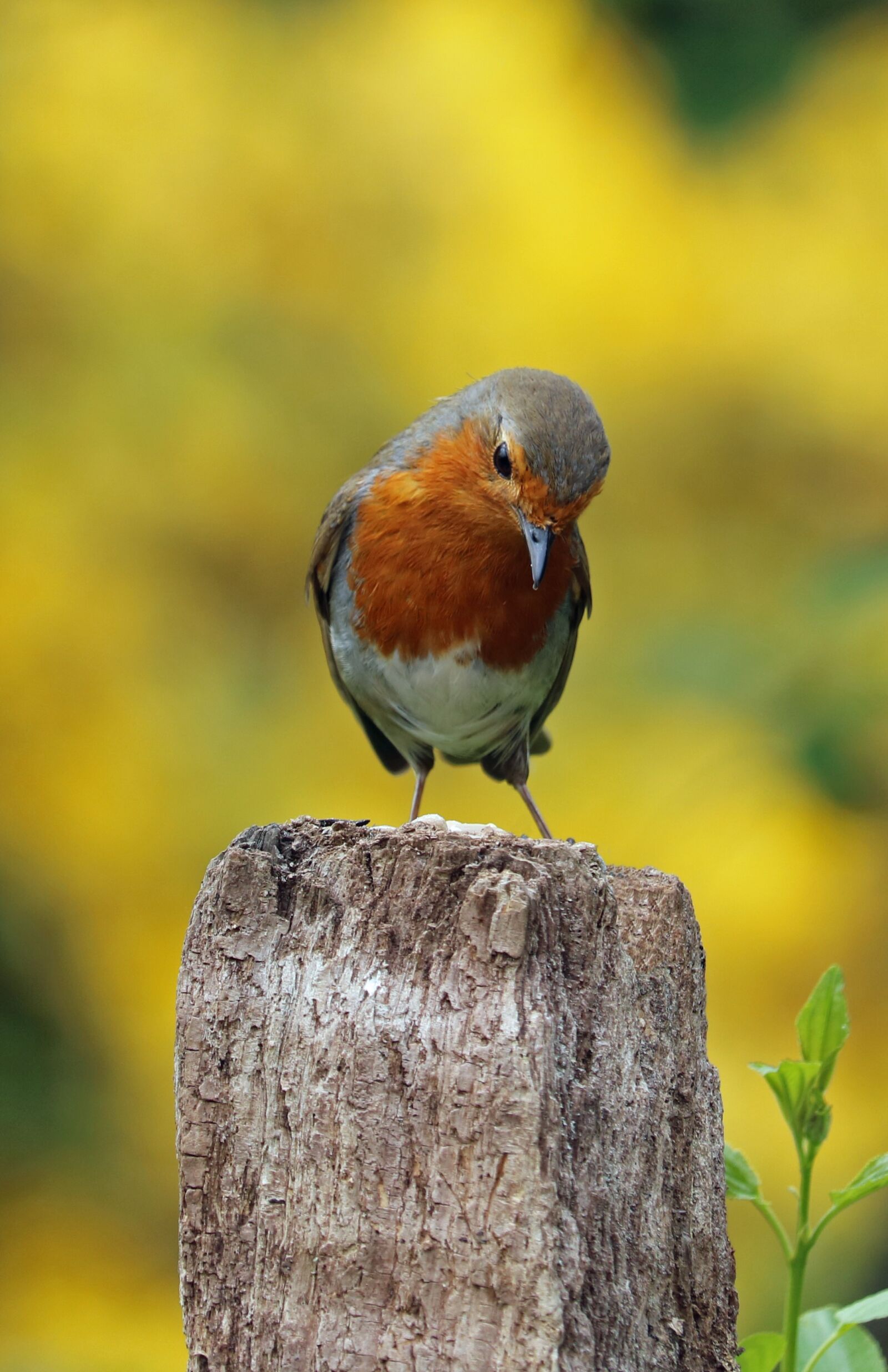 Canon EOS 750D (EOS Rebel T6i / EOS Kiss X8i) sample photo. Robin, perched, bird photography