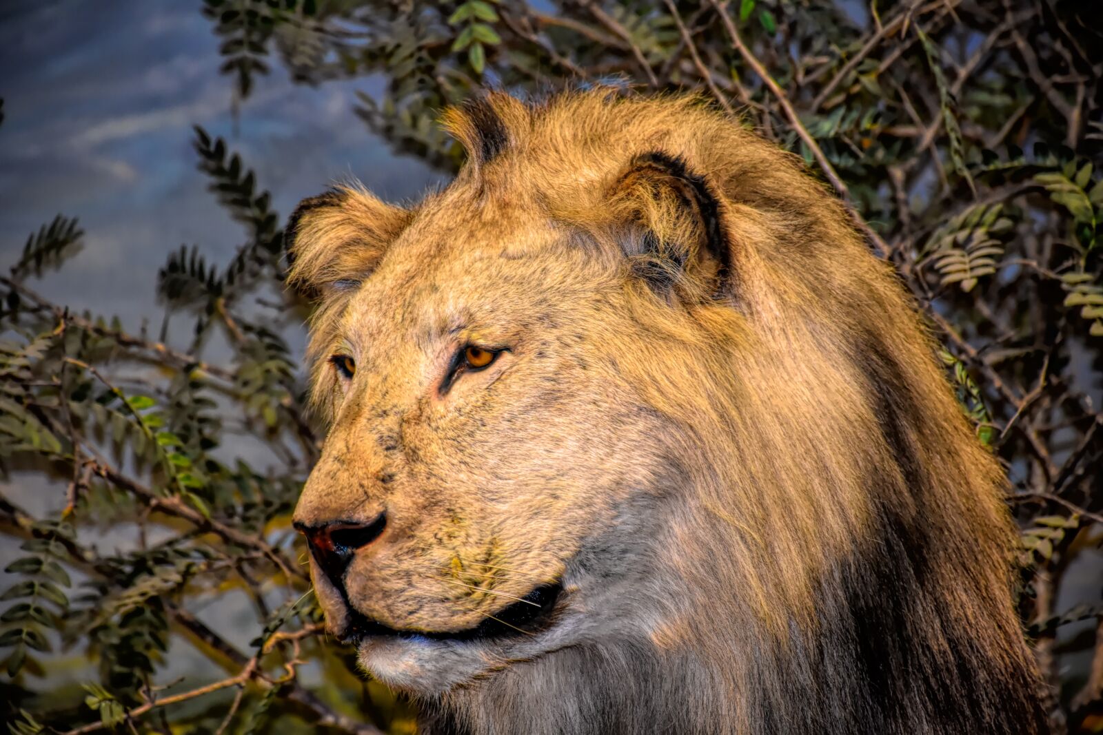 Nikon D5500 sample photo. Lion, wildlife, africa photography