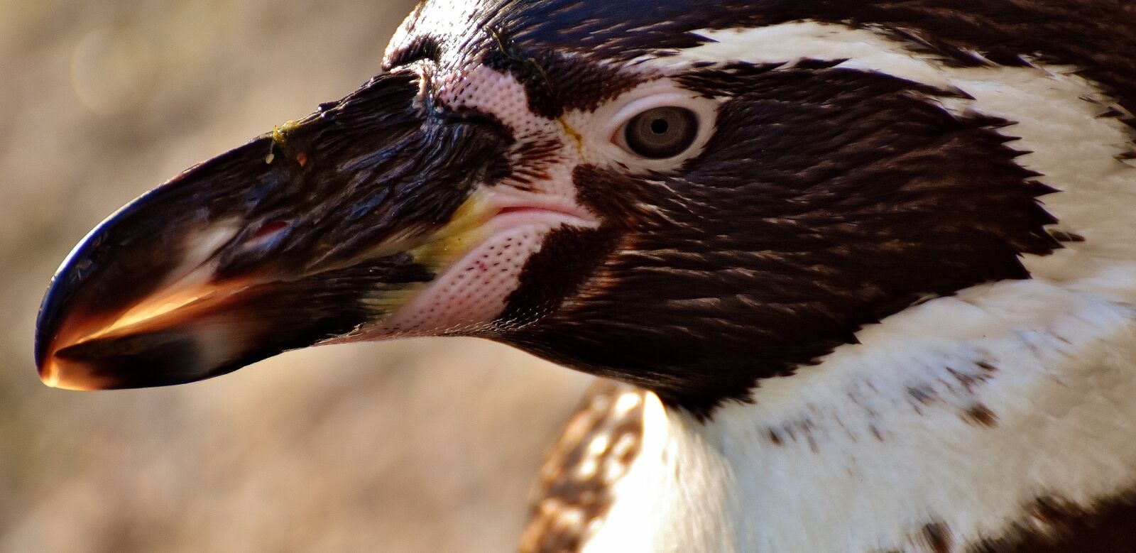Nikon D7200 sample photo. Penguin, animal, animal world photography