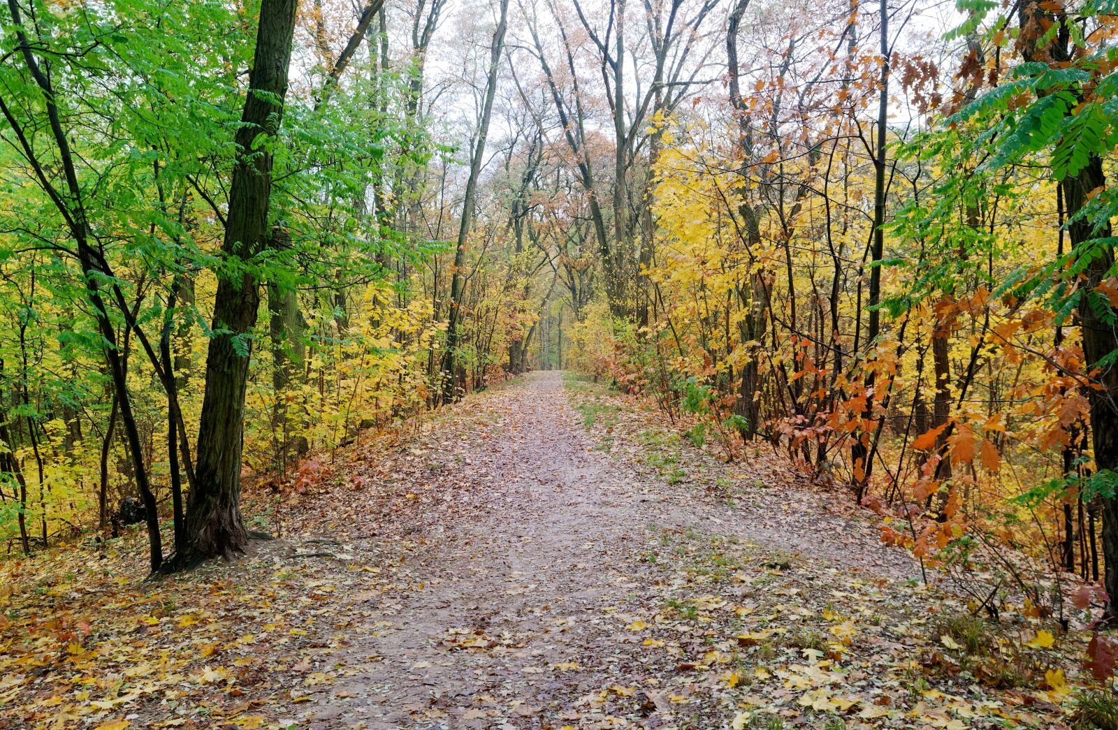 Nikon D3100 sample photo. Landscape, autumn, forest photography