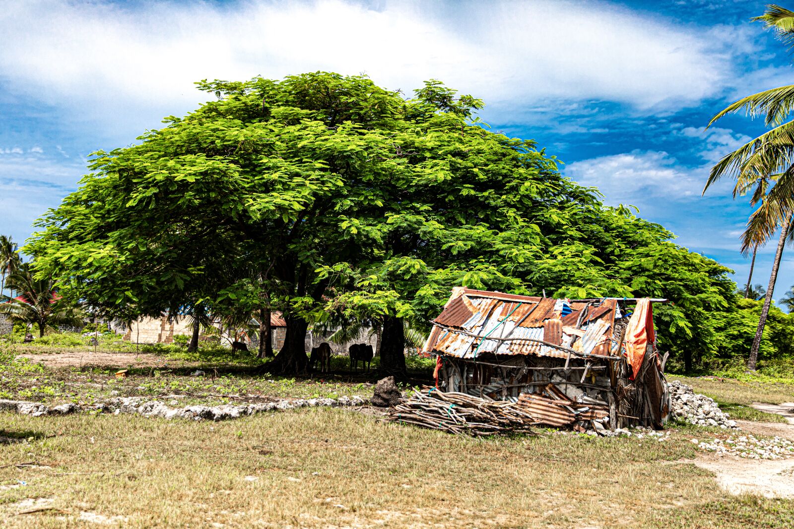 Canon EOS 5D Mark IV sample photo. Tree, cottage, sky photography
