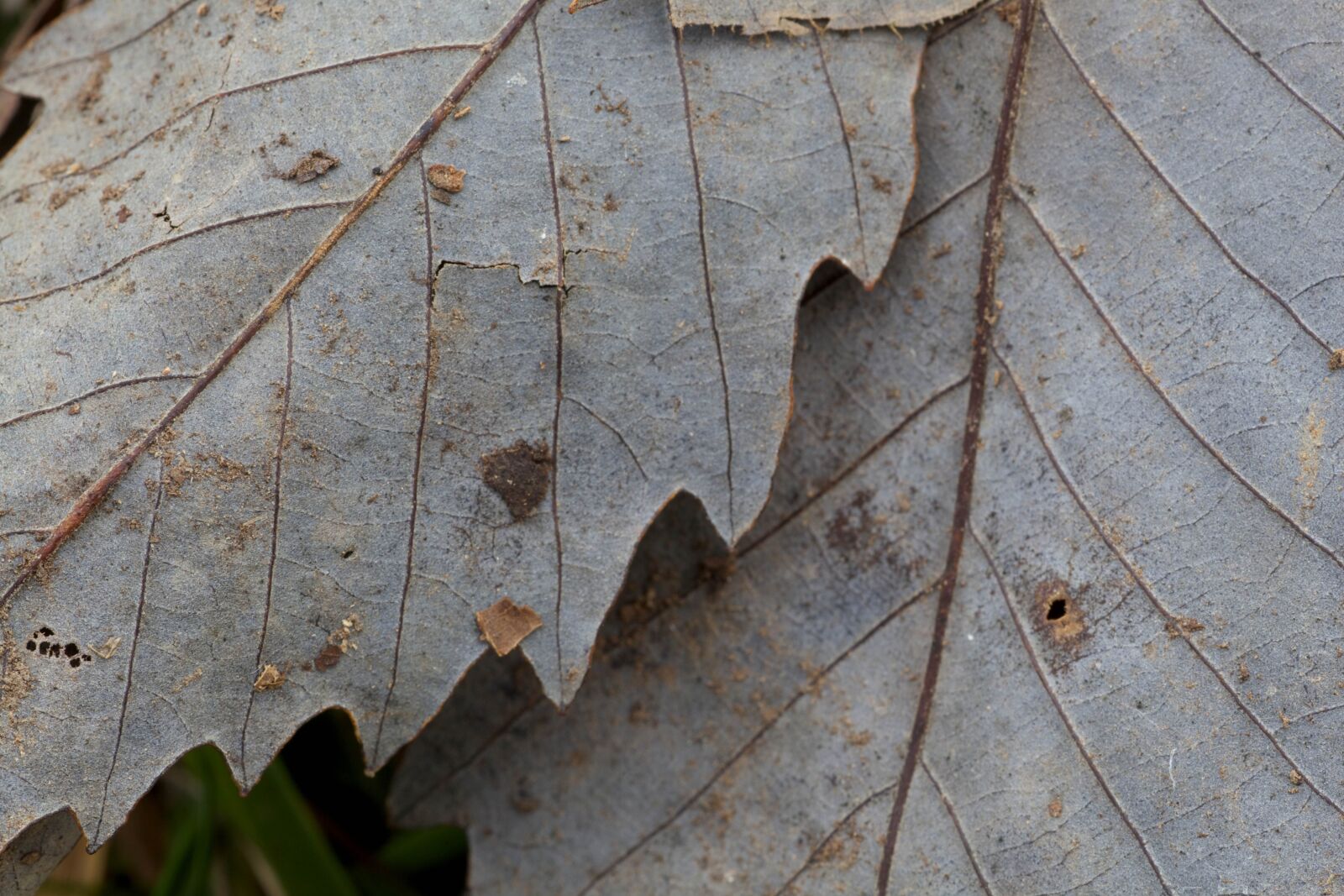 Canon EOS 5D Mark II sample photo. Chinkapin, oak, leaves photography