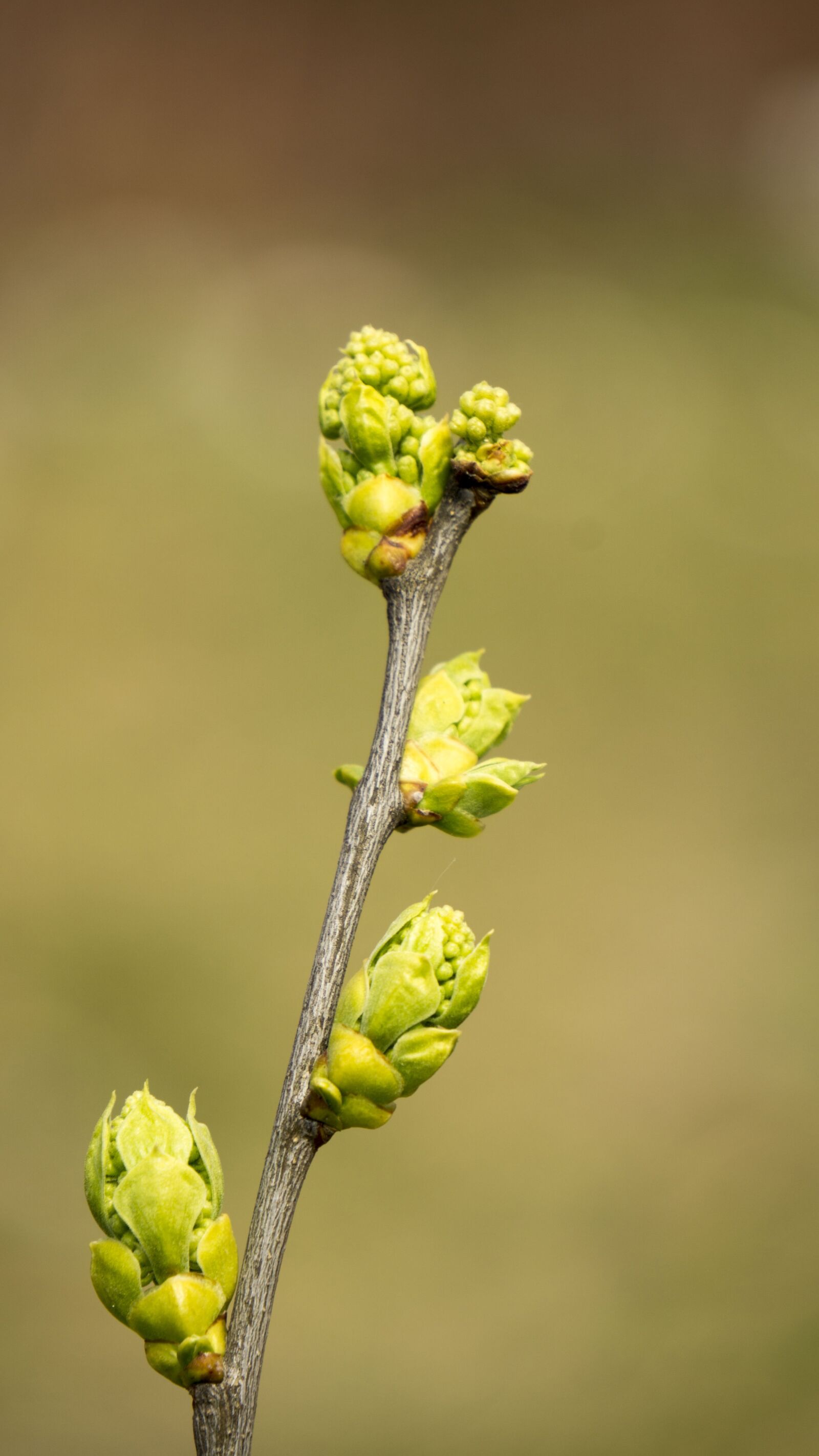 Sony a6000 sample photo. Spring, takeshi, bud photography
