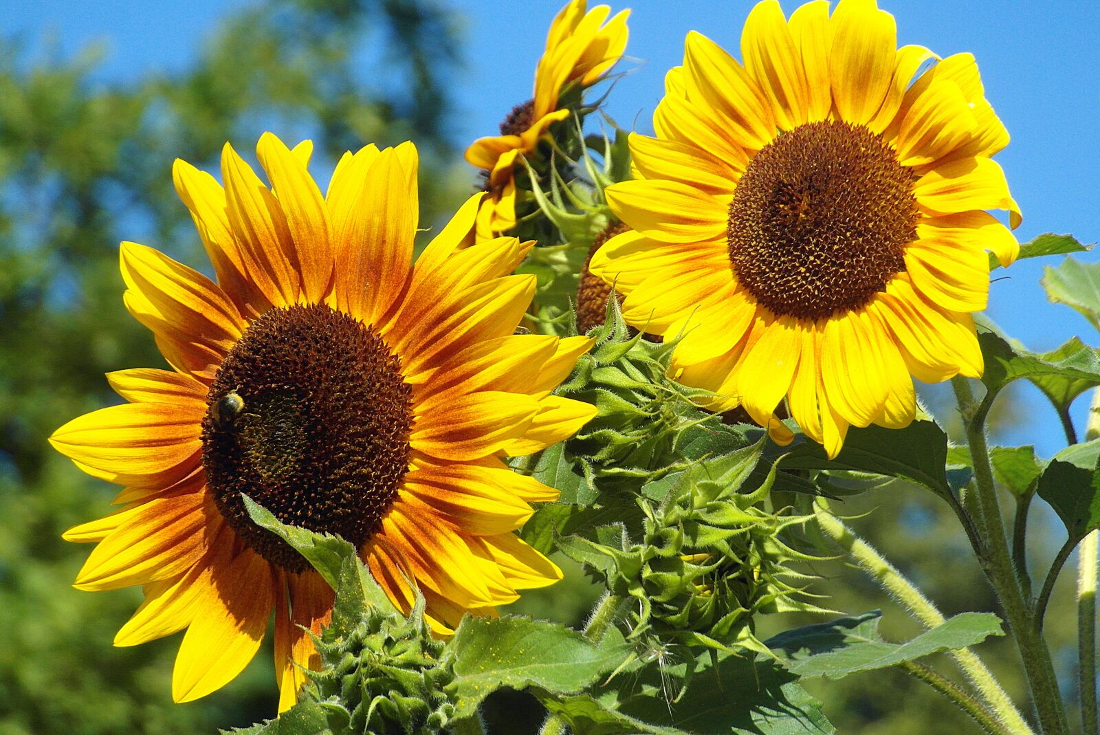 Samsung WB750 sample photo. Sunflowers, garden, yellow photography