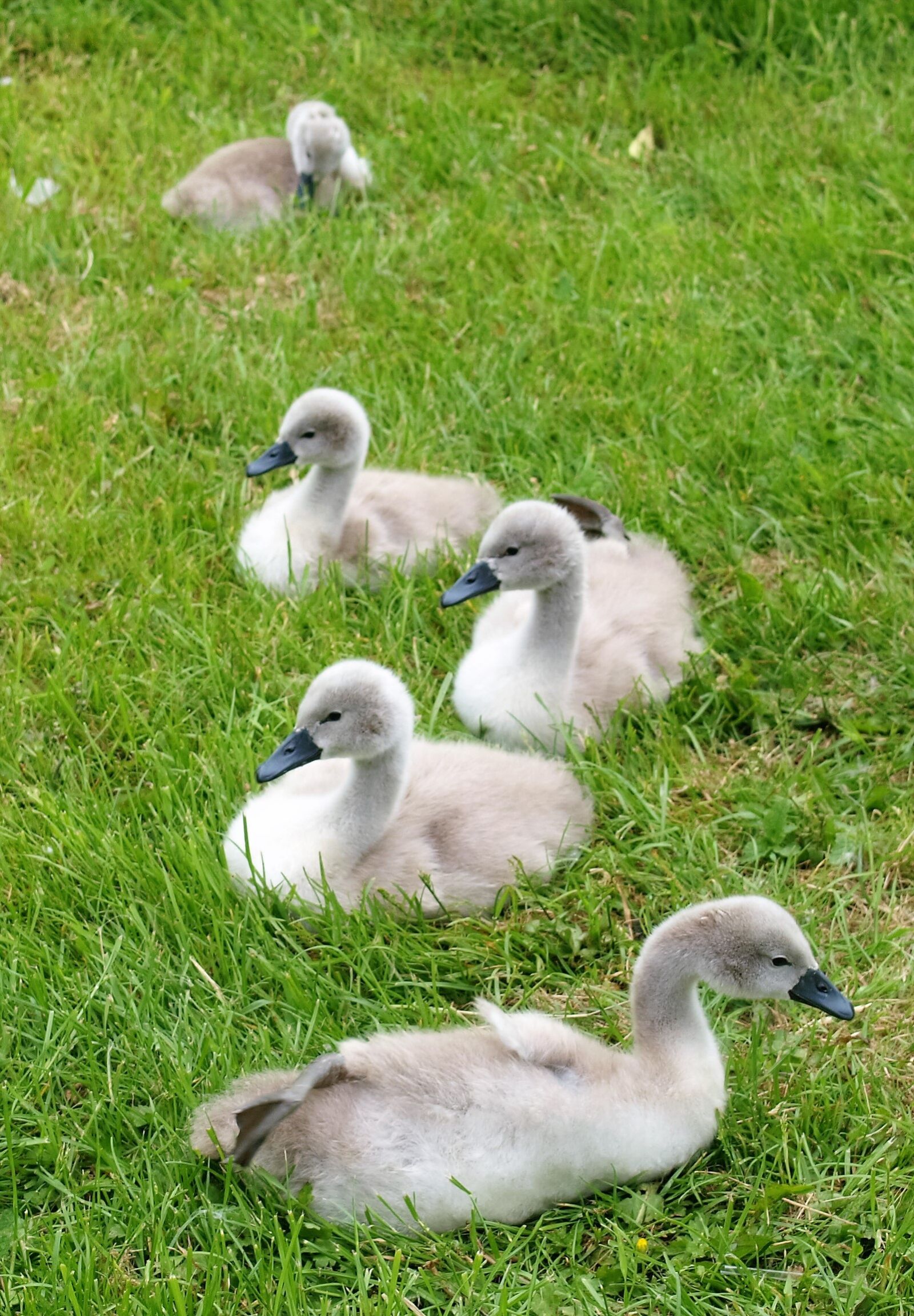 Olympus E-520 (EVOLT E-520) sample photo. Ducks, swans, birds photography