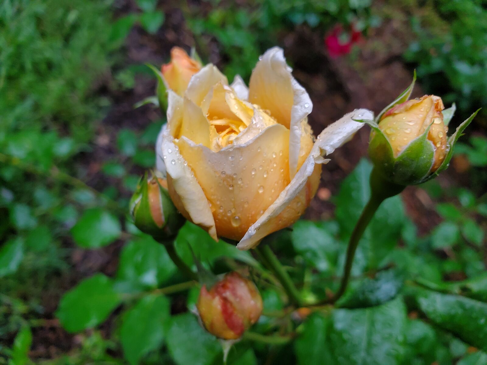 Samsung Galaxy S10 sample photo. Roses, english roses, rain photography
