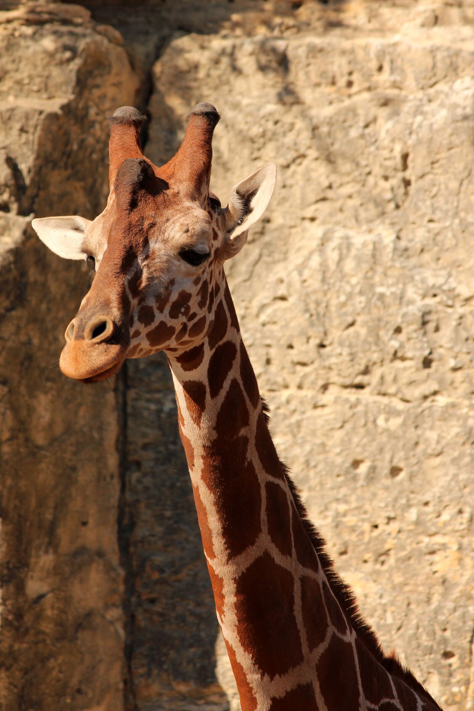 Canon EOS 650D (EOS Rebel T4i / EOS Kiss X6i) + Canon EF-S 55-250mm F4-5.6 IS II sample photo. Giraffe, animal, zoo photography