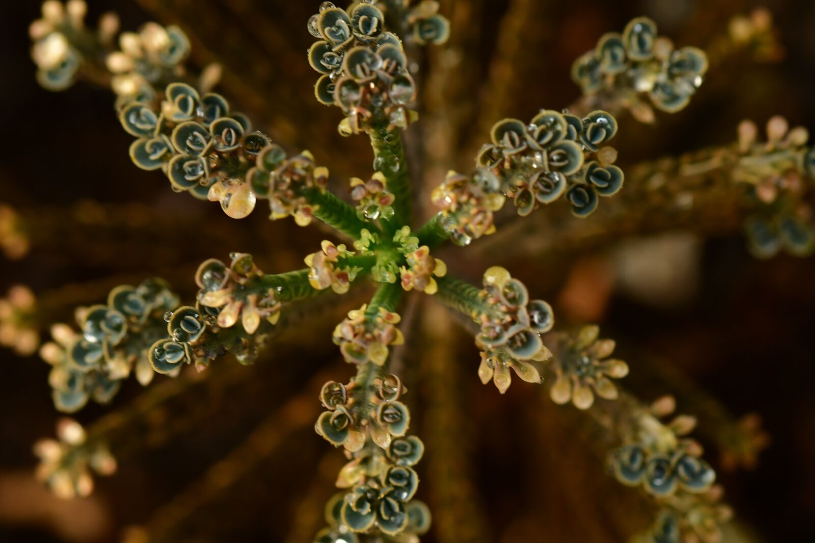 Nikon D500 sample photo. Lizard foot, plant, leaf photography