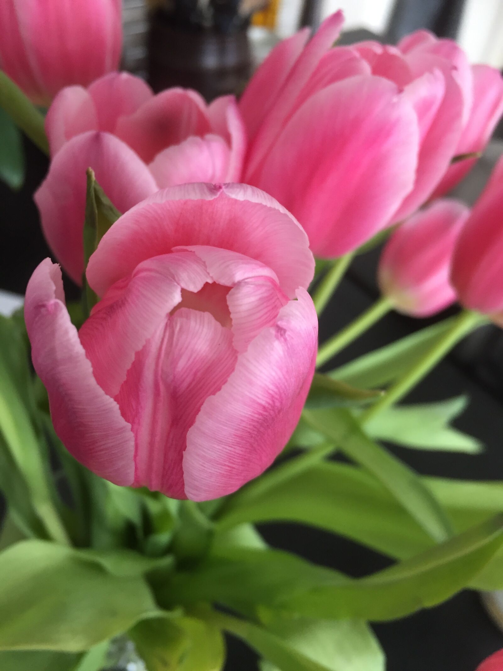 Apple iPhone 6 sample photo. Flower, nature, tulip photography
