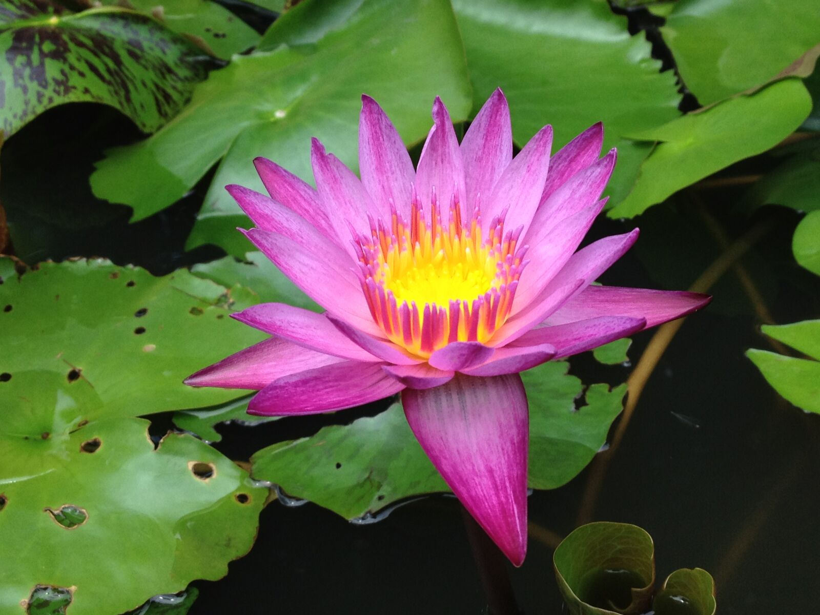 Apple iPhone 4S sample photo. Water lily, lotus, water photography
