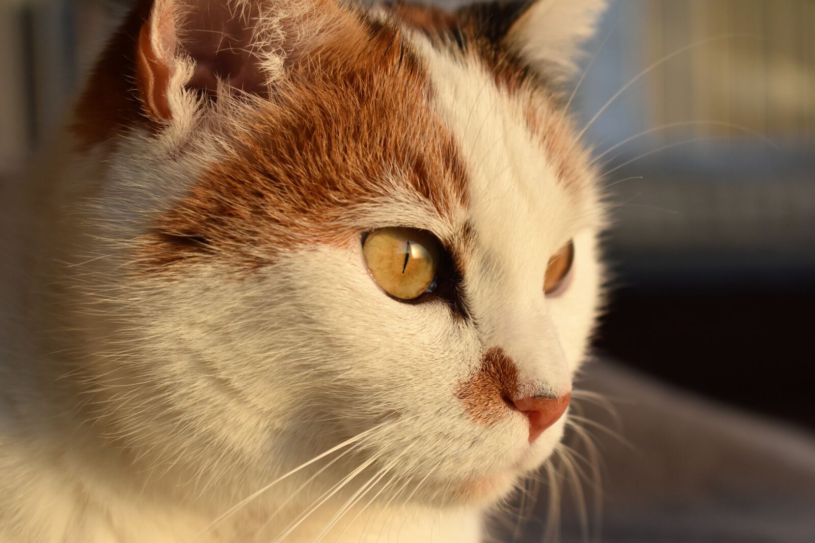 Nikon D5500 sample photo. Cat, white, animal photography