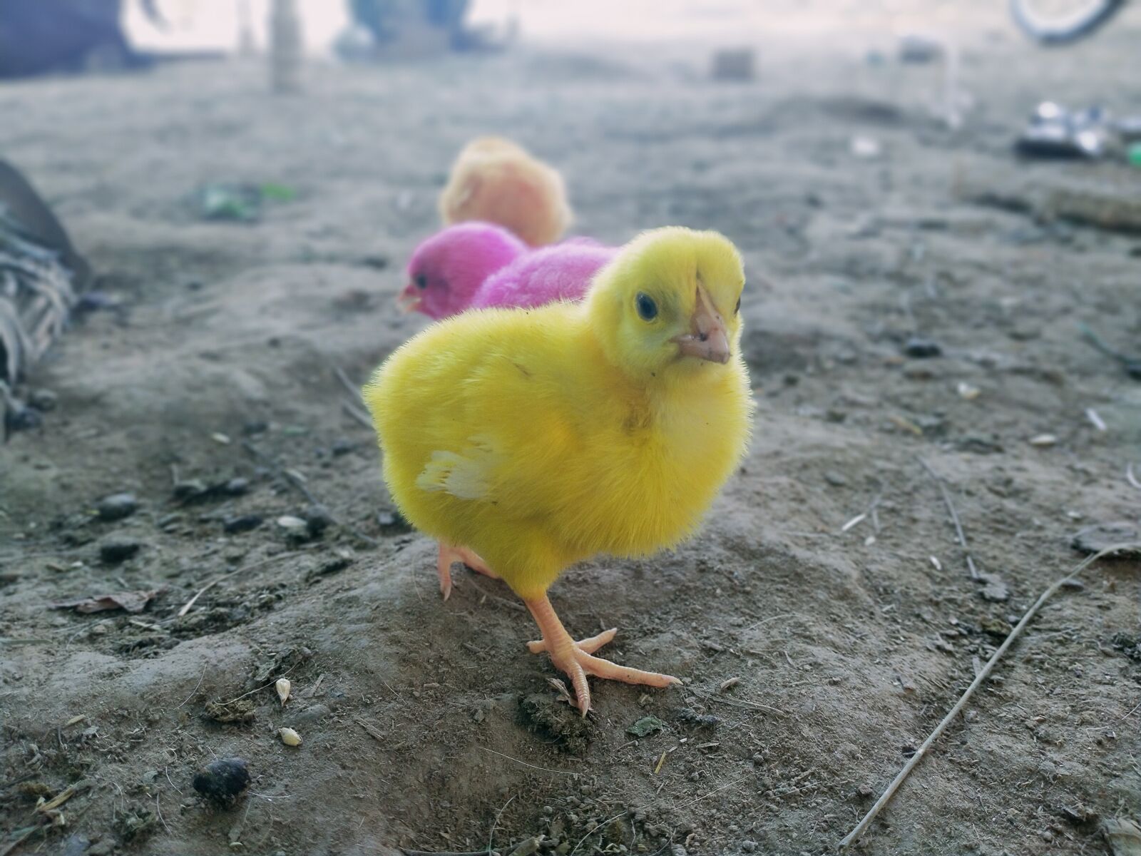 Realme 5I sample photo