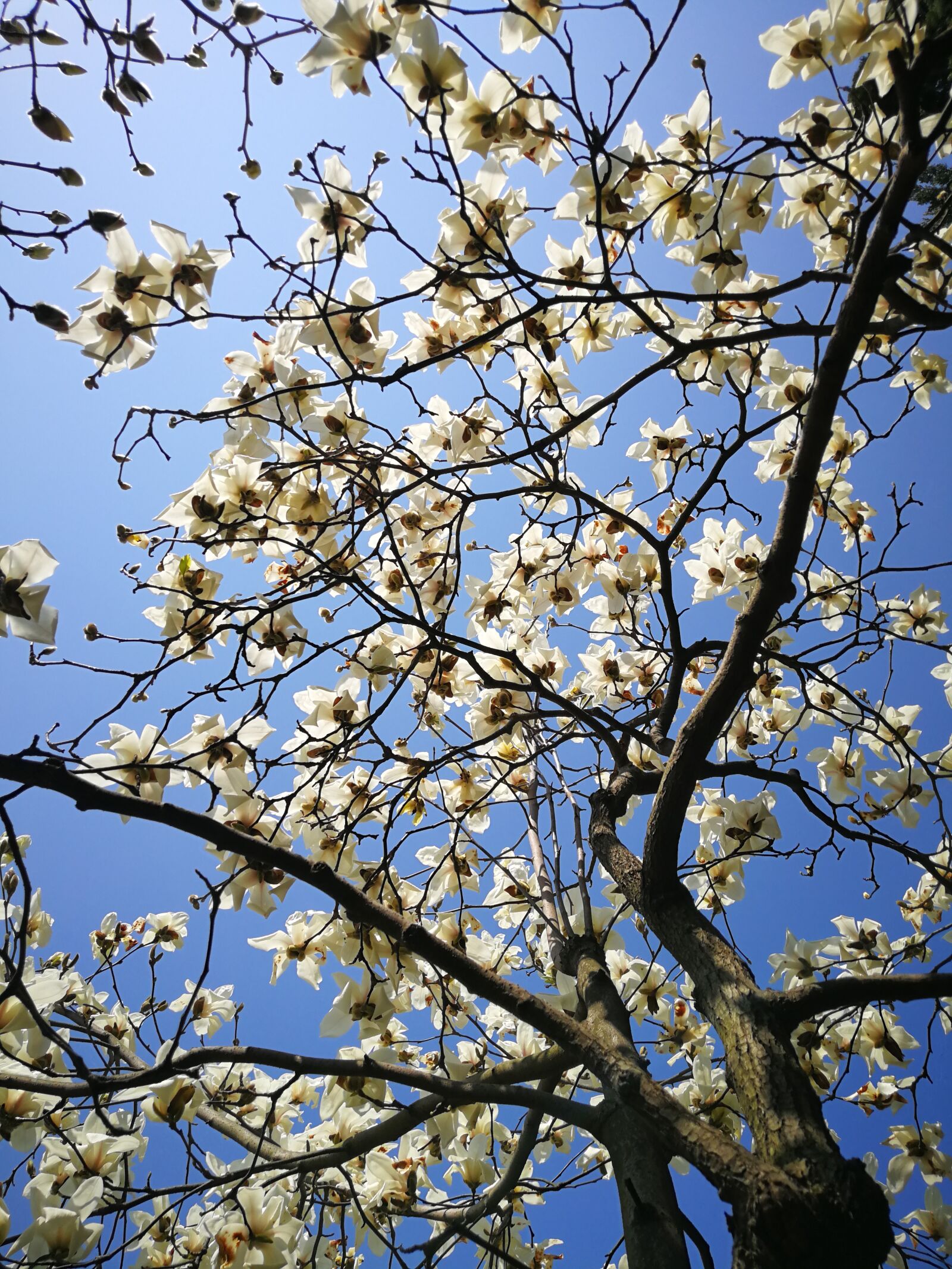 HUAWEI P10 Plus sample photo. Magnolia, tree, branch photography