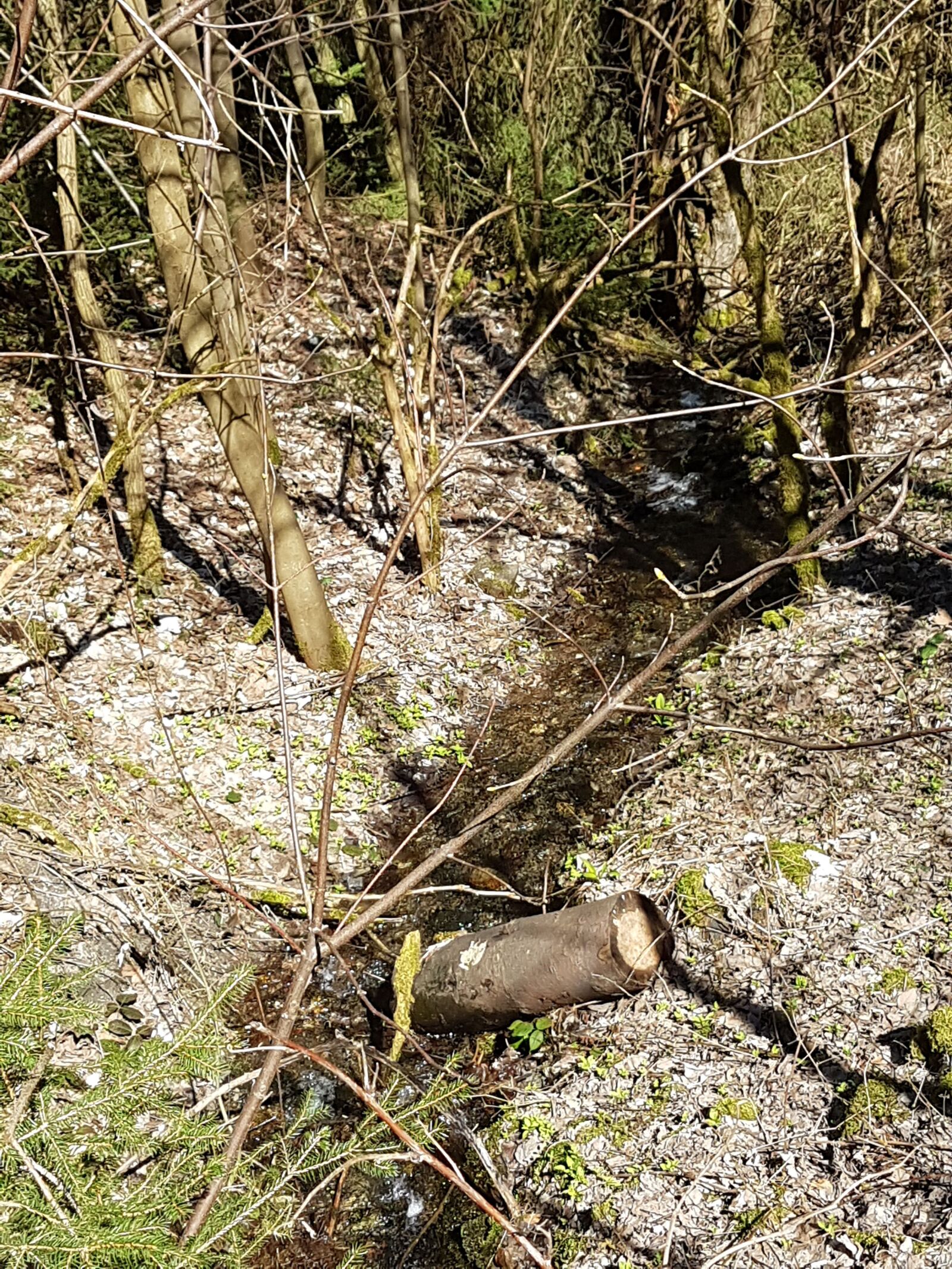 Samsung Galaxy S7 Edge sample photo. Brook, forest, sun photography