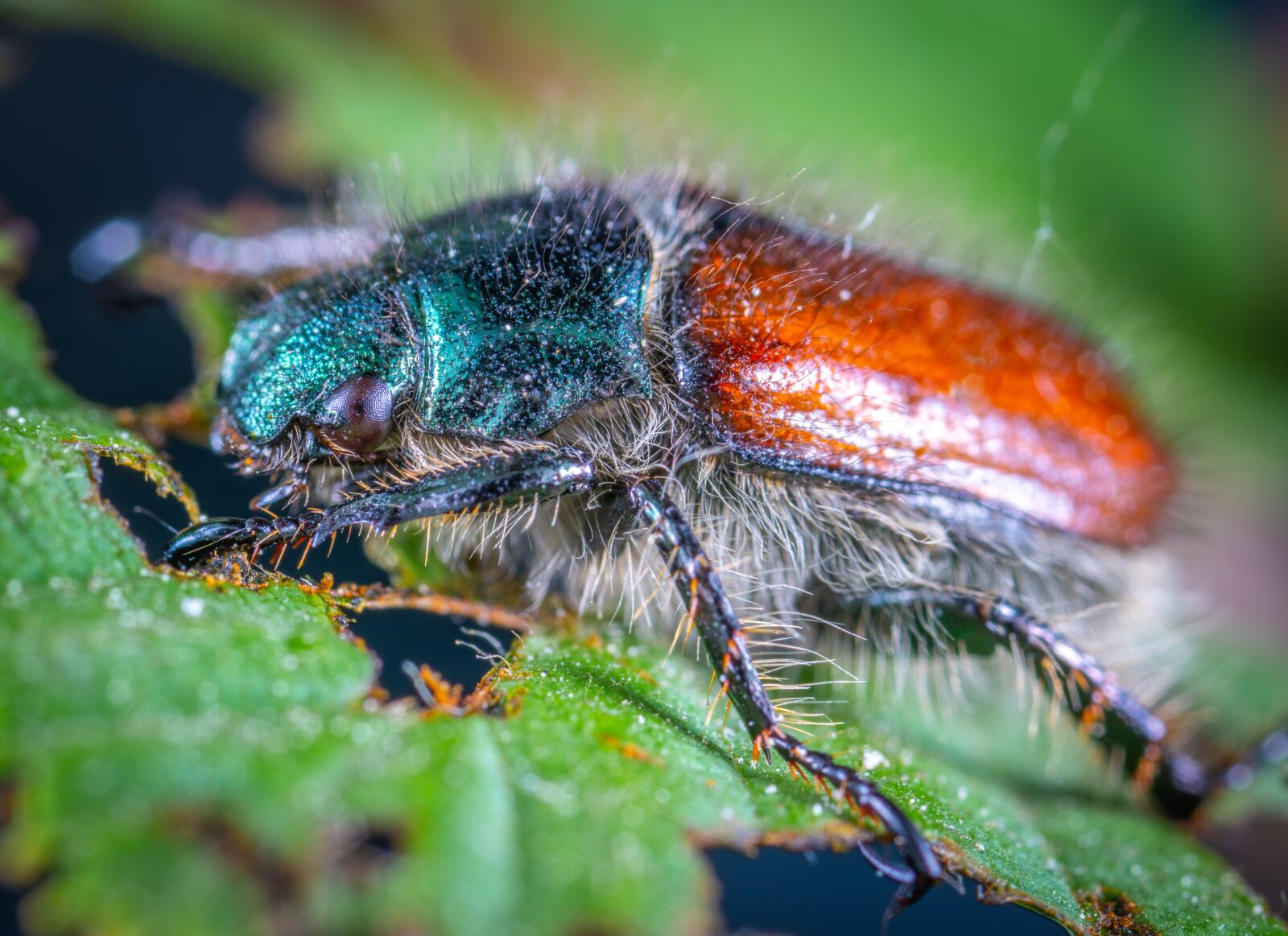 Sony a7R II sample photo. Macro, insect, bespozvonochnoe photography