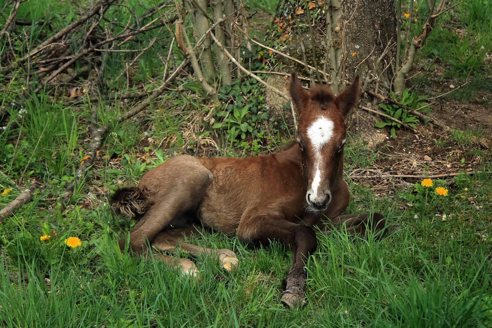 Canon EOS 1000D (EOS Digital Rebel XS / EOS Kiss F) sample photo. Animal, foal, domestic photography