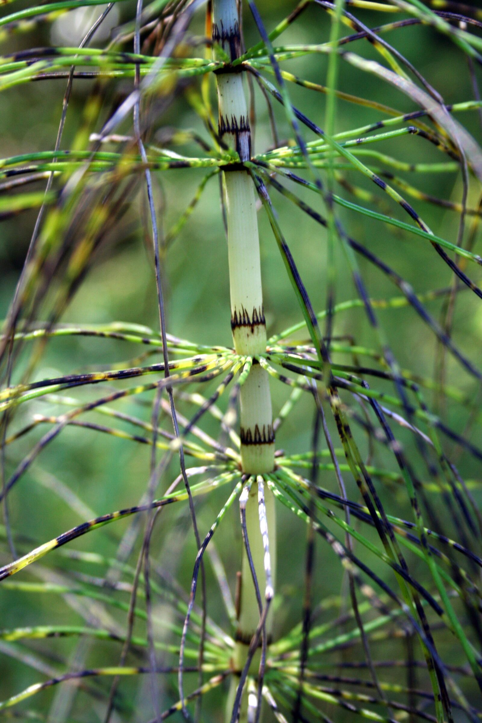Canon EOS 350D (EOS Digital Rebel XT / EOS Kiss Digital N) sample photo. Horsetail, spider, green photography