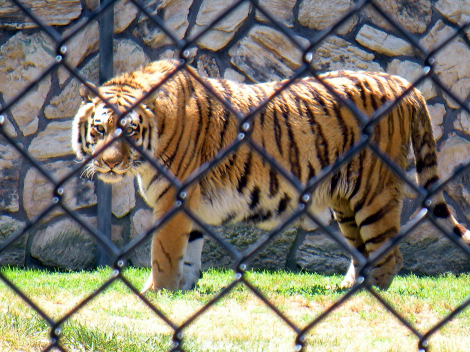 Nikon Coolpix S60 sample photo. Tiger, animal cat, big photography