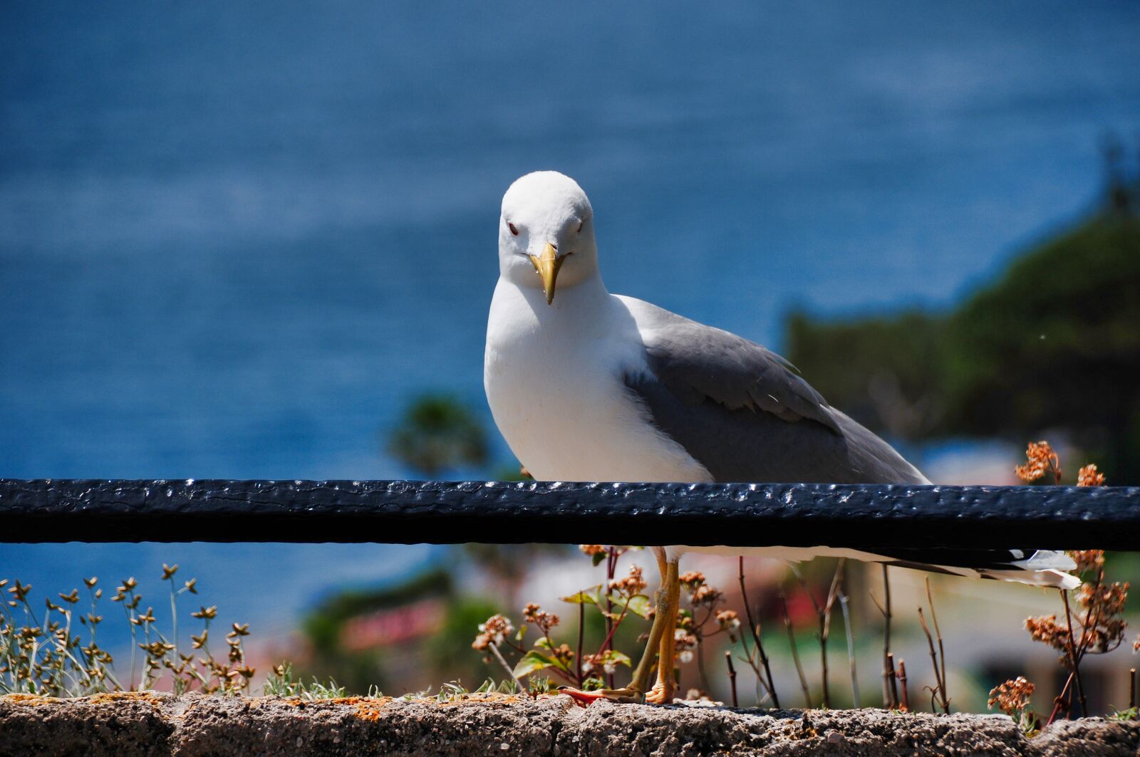 Nikon D300S sample photo. Seagull, bird, sea photography