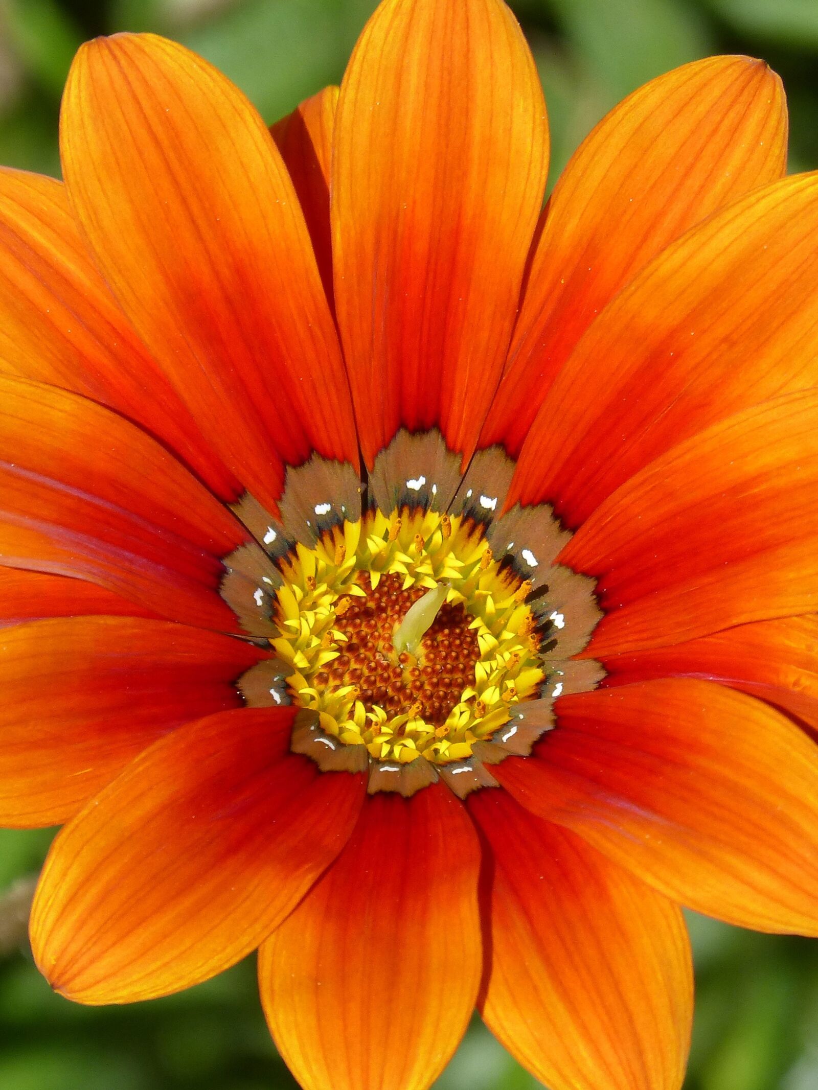 Panasonic DMC-FZ62 sample photo. Flower, background, petals photography