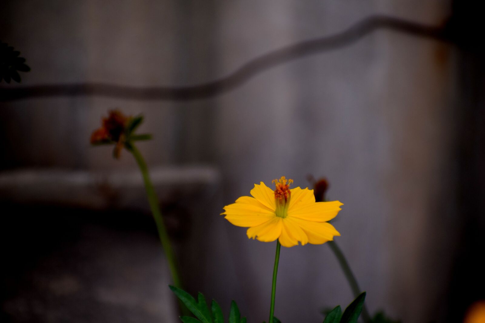 Nikon D3300 sample photo. Flower, nature, floral photography