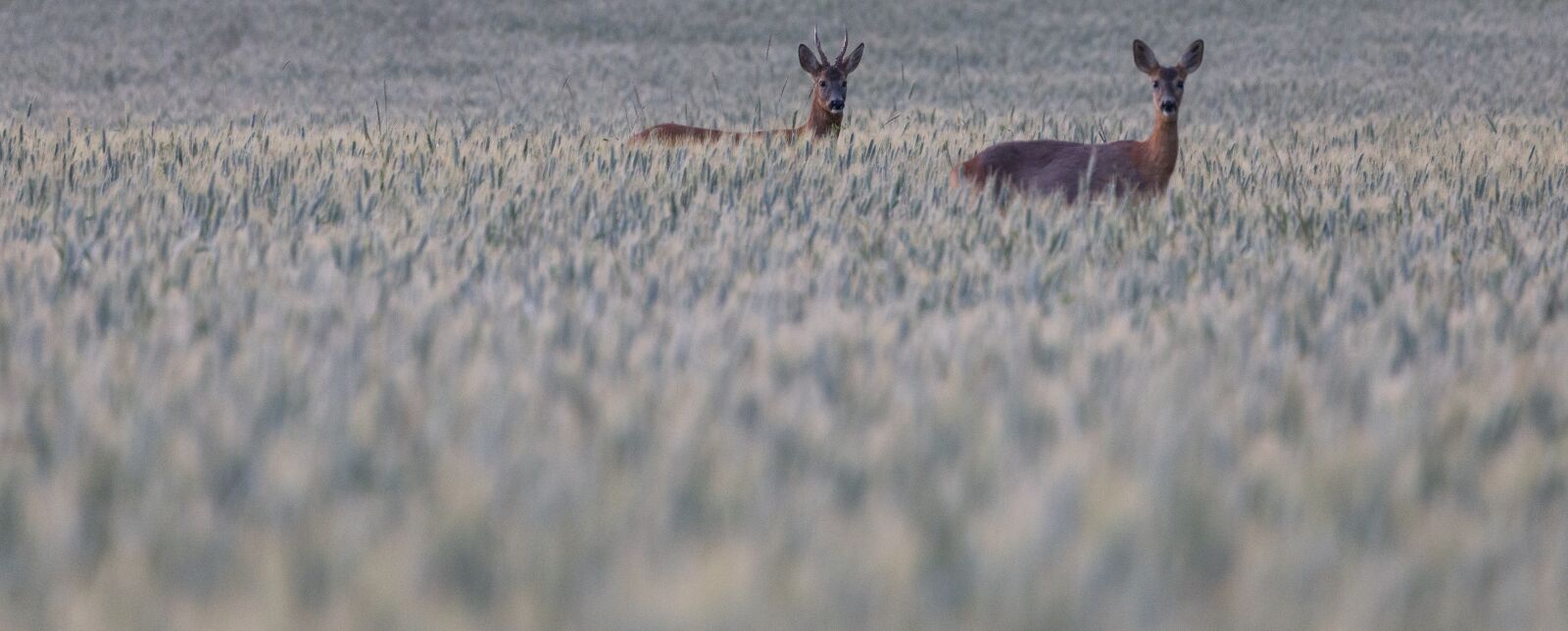 Canon EOS 6D + Canon EF 70-300mm F4-5.6L IS USM sample photo. Deer, red, grass photography