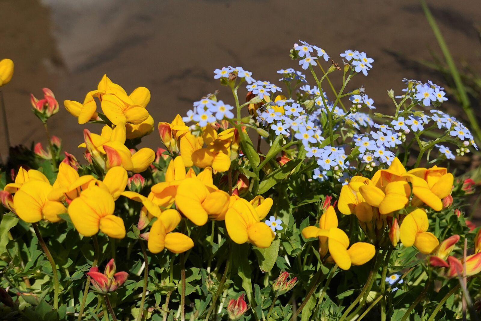 Sony DSC-RX100M7 sample photo. Flowers, nature, mountain summer photography