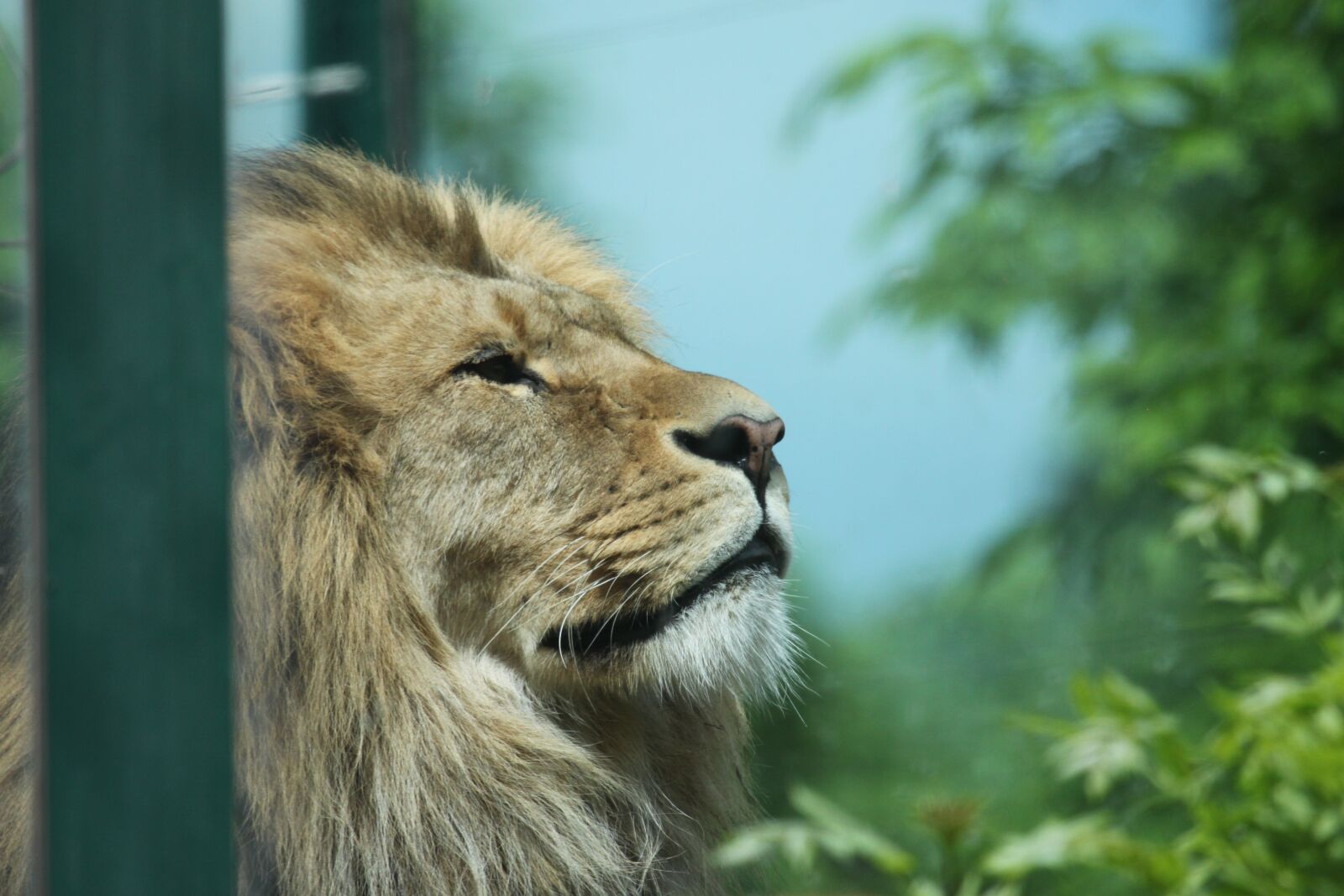 Canon EOS 500D (EOS Rebel T1i / EOS Kiss X3) sample photo. Lion, mane, head photography