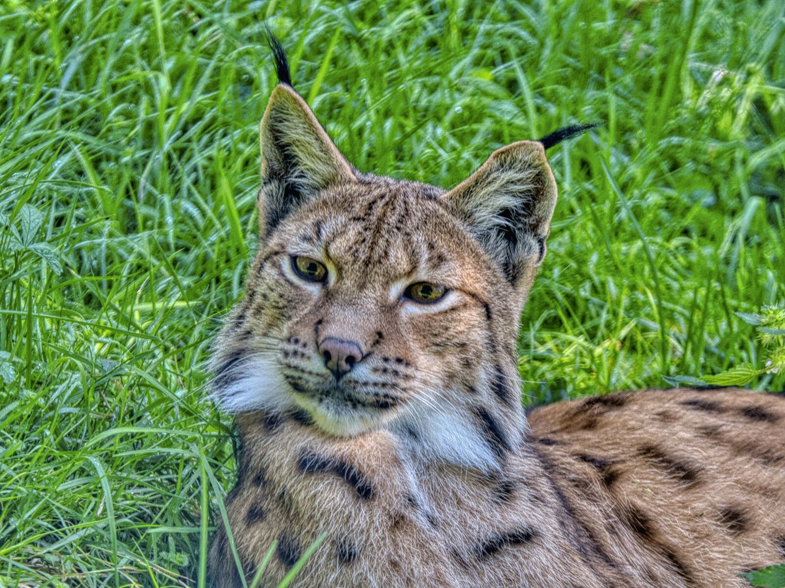 Nikon D7500 sample photo. Lynx, eurasian lynx, big photography